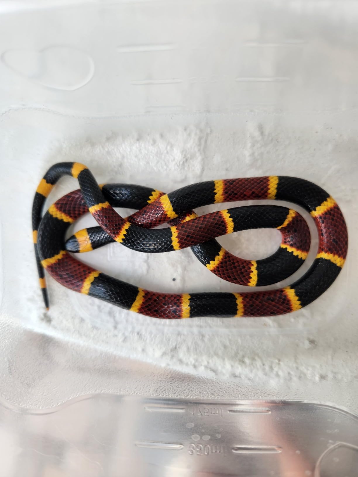 Grandpa Gus's Rodent Repellent Spray, Peppermint & Cinnamon Oil, Prevents Mouse/Rats from Nesting & Chewing on Wires, 16 fl oz (1 Bottle) - Customer Photo 4