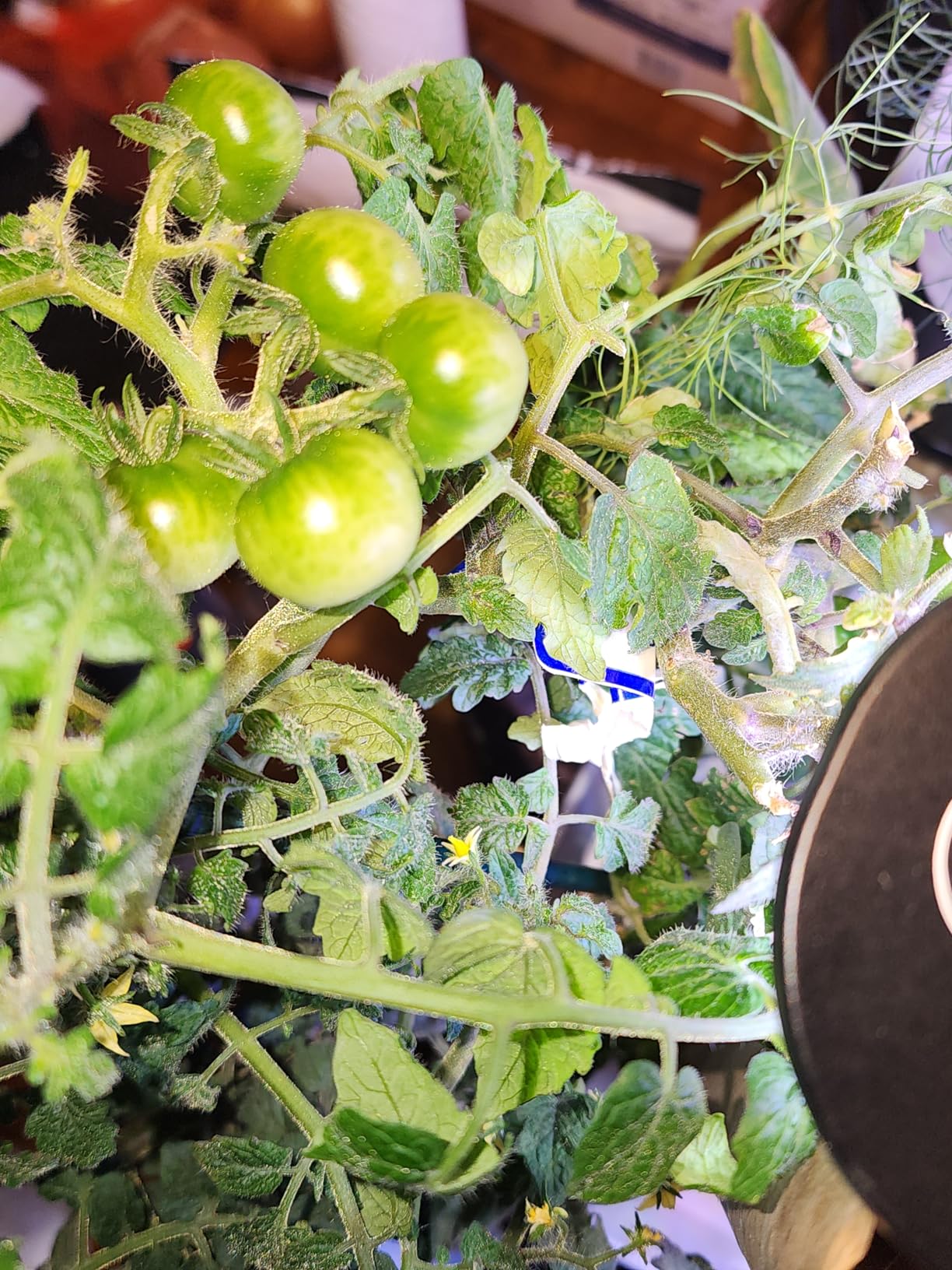 AeroGarden Sprout - Indoor Garden with LED Grow Light, Black - Customer Photo 3