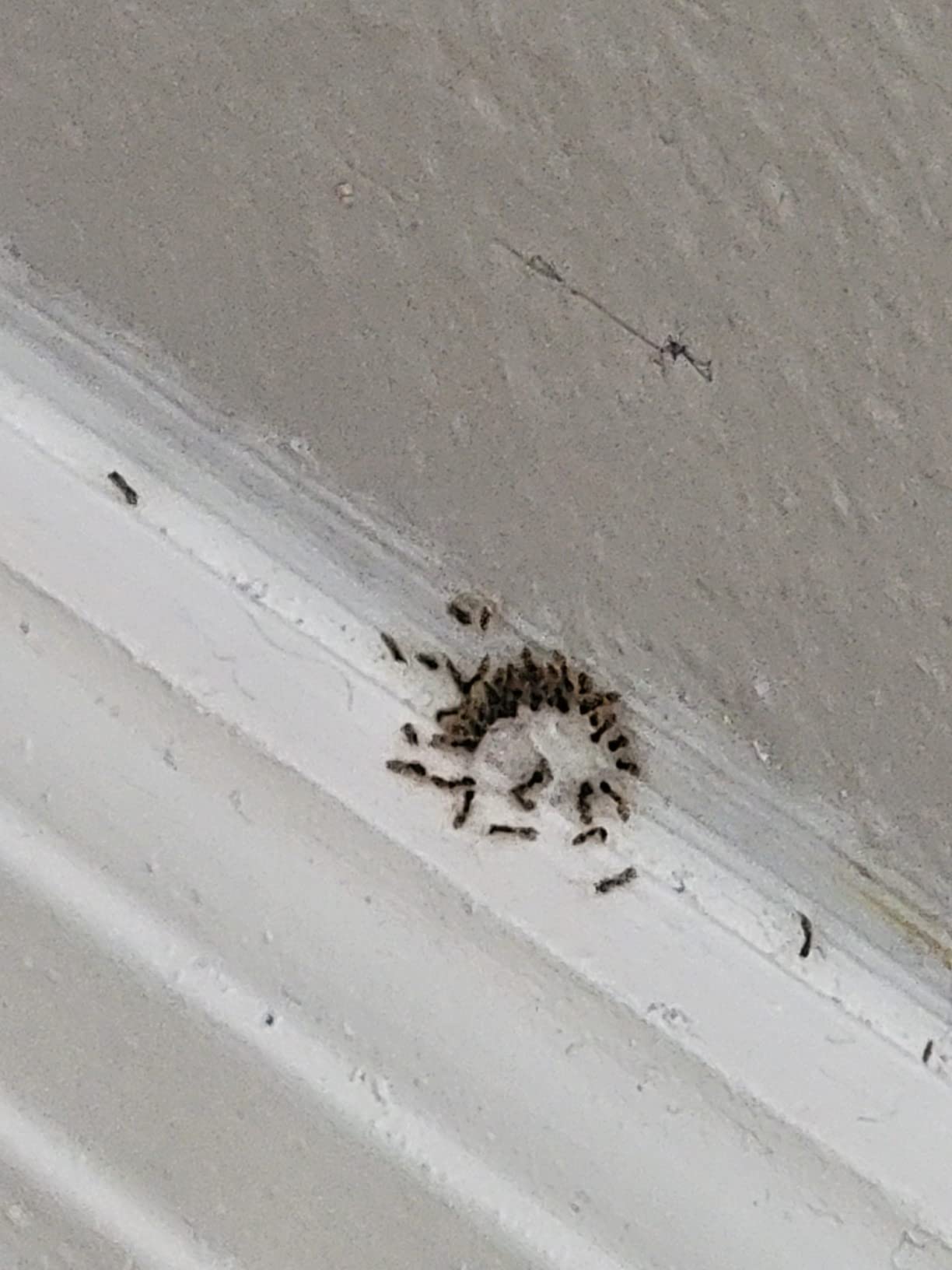 Advion Ant Bait Arena 12ct - Customer Photo 2