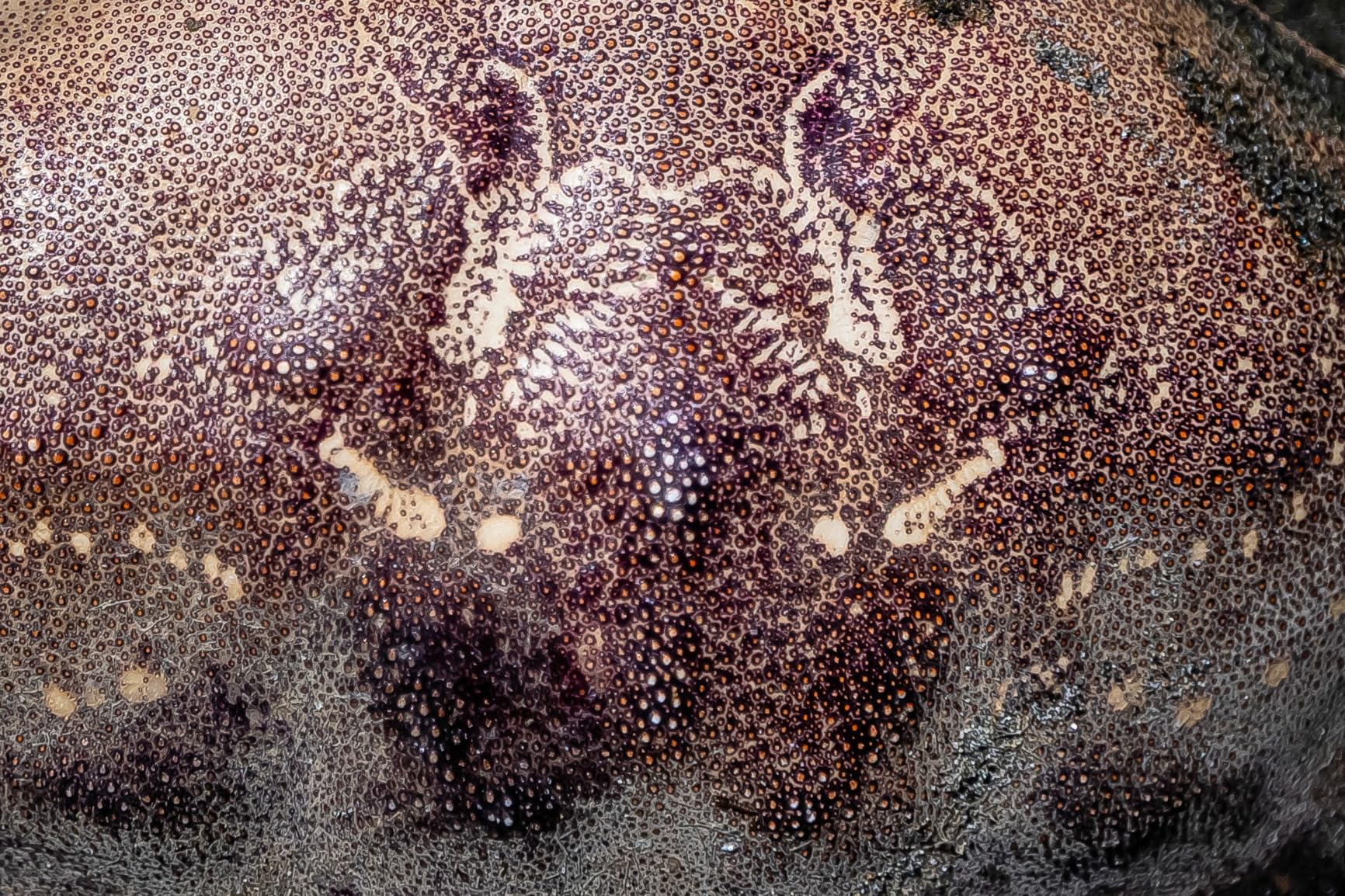 Nikon NIKKOR Z 14-24mm f/2.8 S | Professional large aperture wide-angle zoom lens for Z series mirrorless cameras | Nikon USA Model - Customer Photo 2