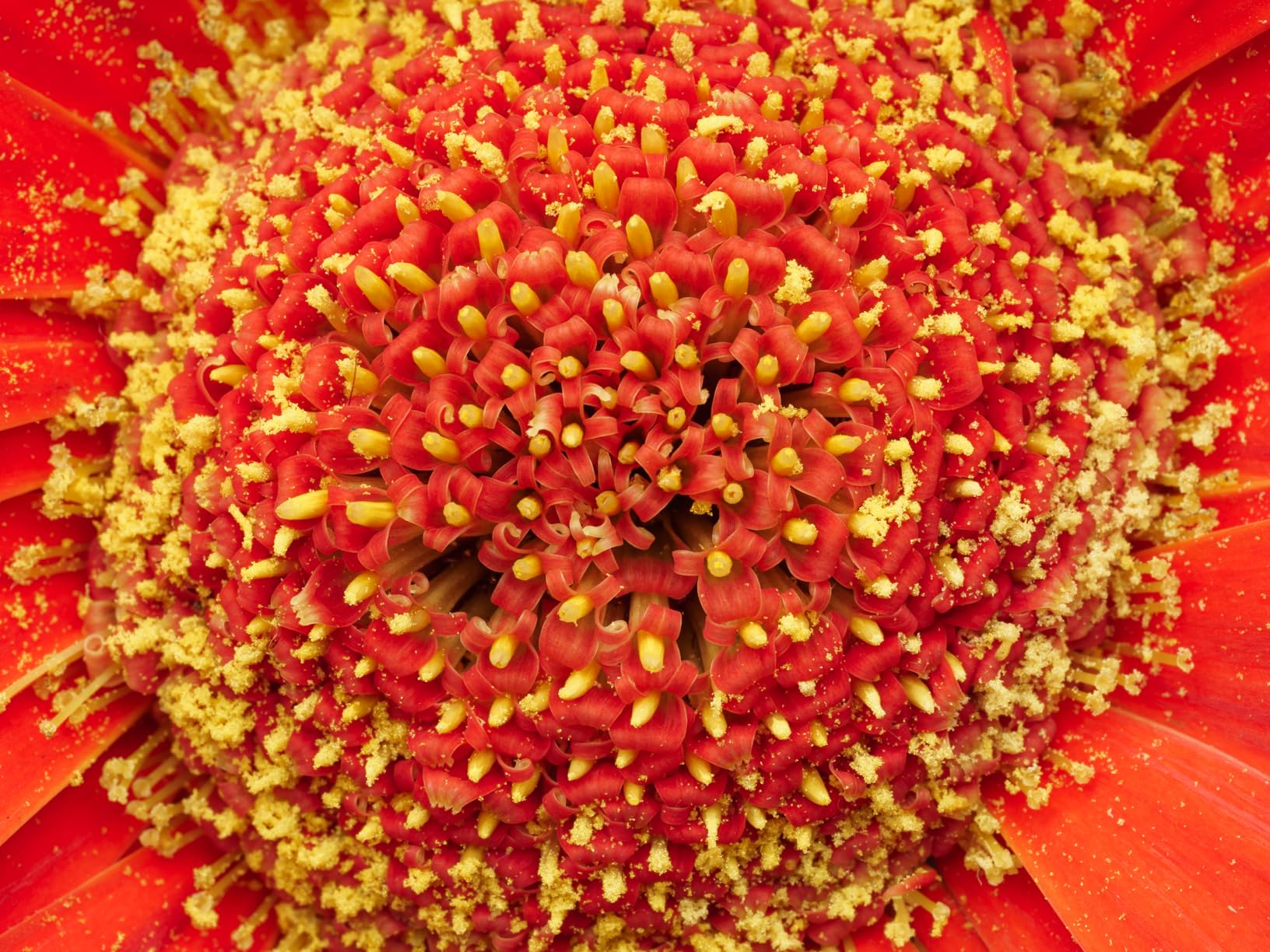 Sigma 105mm F2.8 DG DN Macro Art (Sony E-mount) customer photo 1