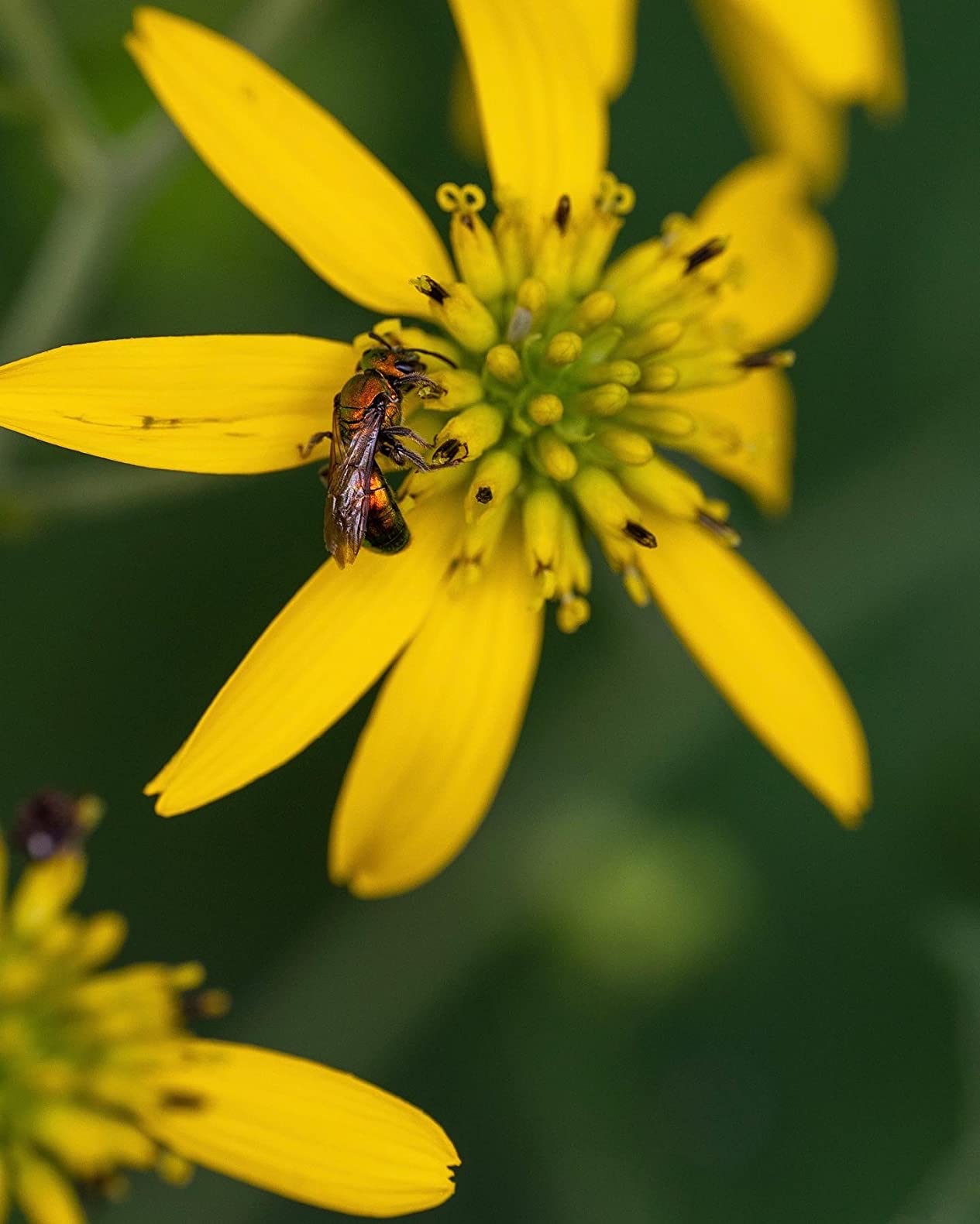 Sigma 105mm F2.8 DG DN Macro Art (Sony E-mount) customer photo 2