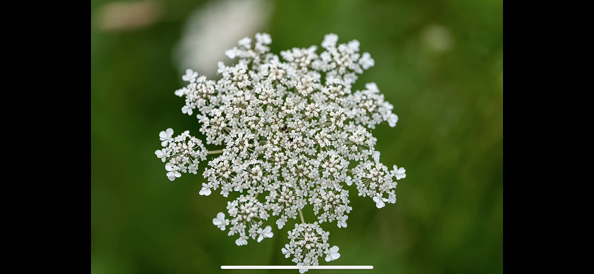 Sigma 105mm F2.8 DG DN Macro Art (Sony E-mount) - Customer Photo 4