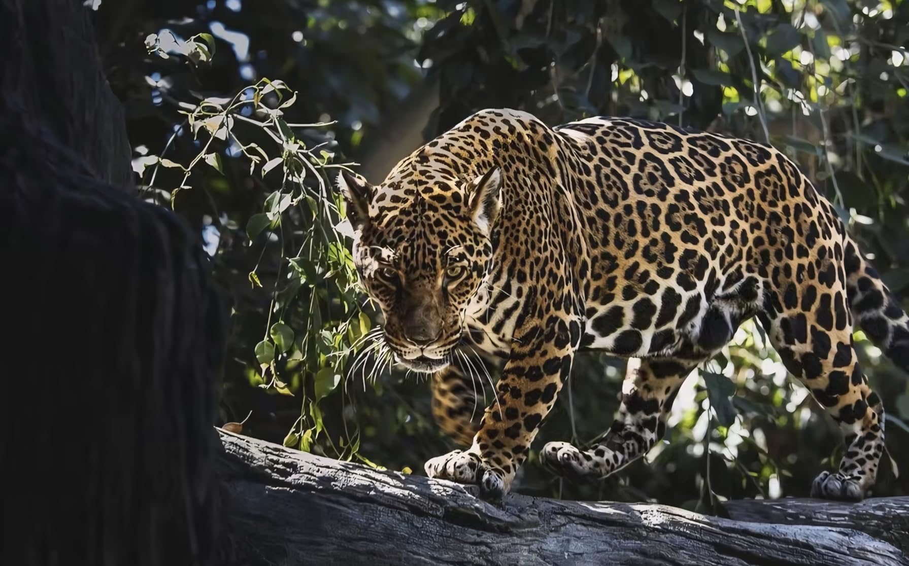 Canon EOS M50 Mark II + EF-M 15-45mm is STM Kit Black customer photo 1