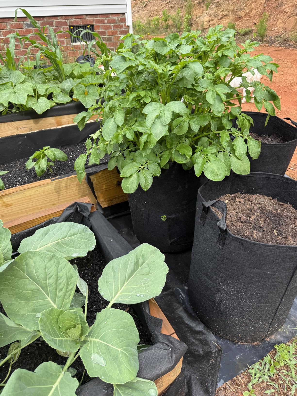 5-Pack 10 Gallon Potato Grow Bags, Garden Planting Bag with Reinforced Handle, Thickened Nonwoven Fabric Pots for Tomato, Vegetable and Fruits - Customer Photo 5