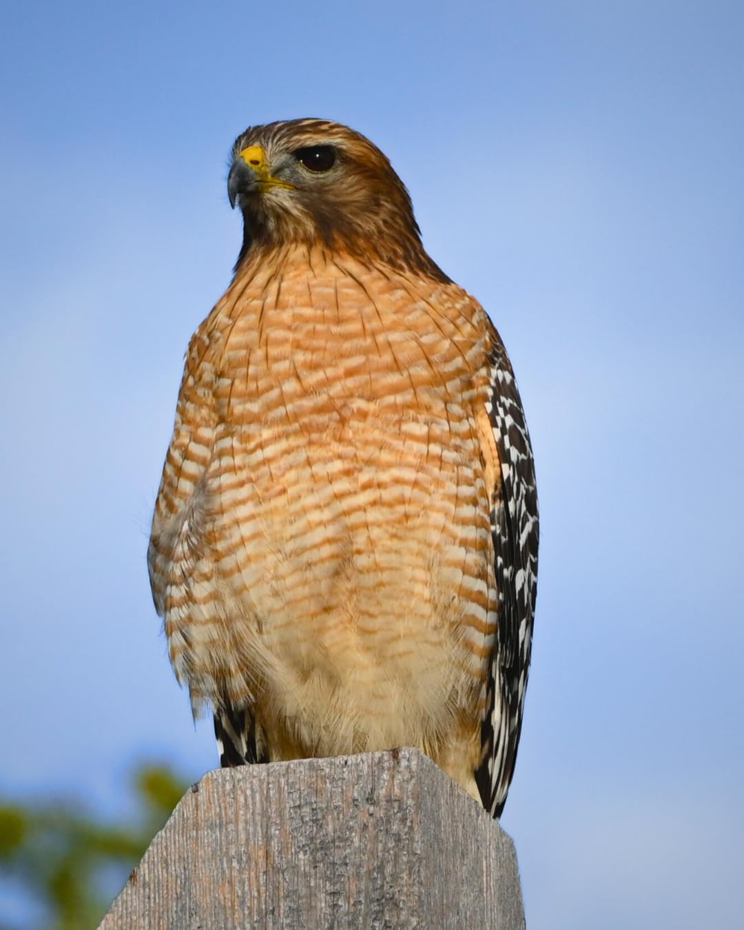 Nikon Z 7II | Ultra-high resolution full-frame mirrorless stills/video camera | Nikon USA Model - Customer Photo 2