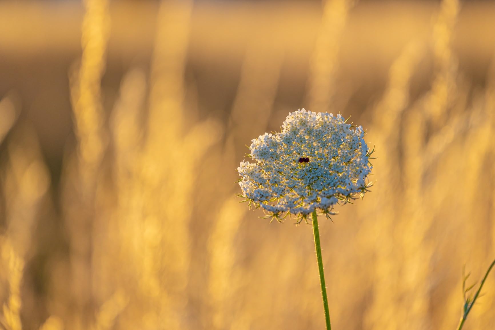 Canon RF70-200mm F4 L is USM Lens, Telephoto Zoom Lens, Compatible with EOS R Series Mirrorless Cameras, White - Customer Photo 1