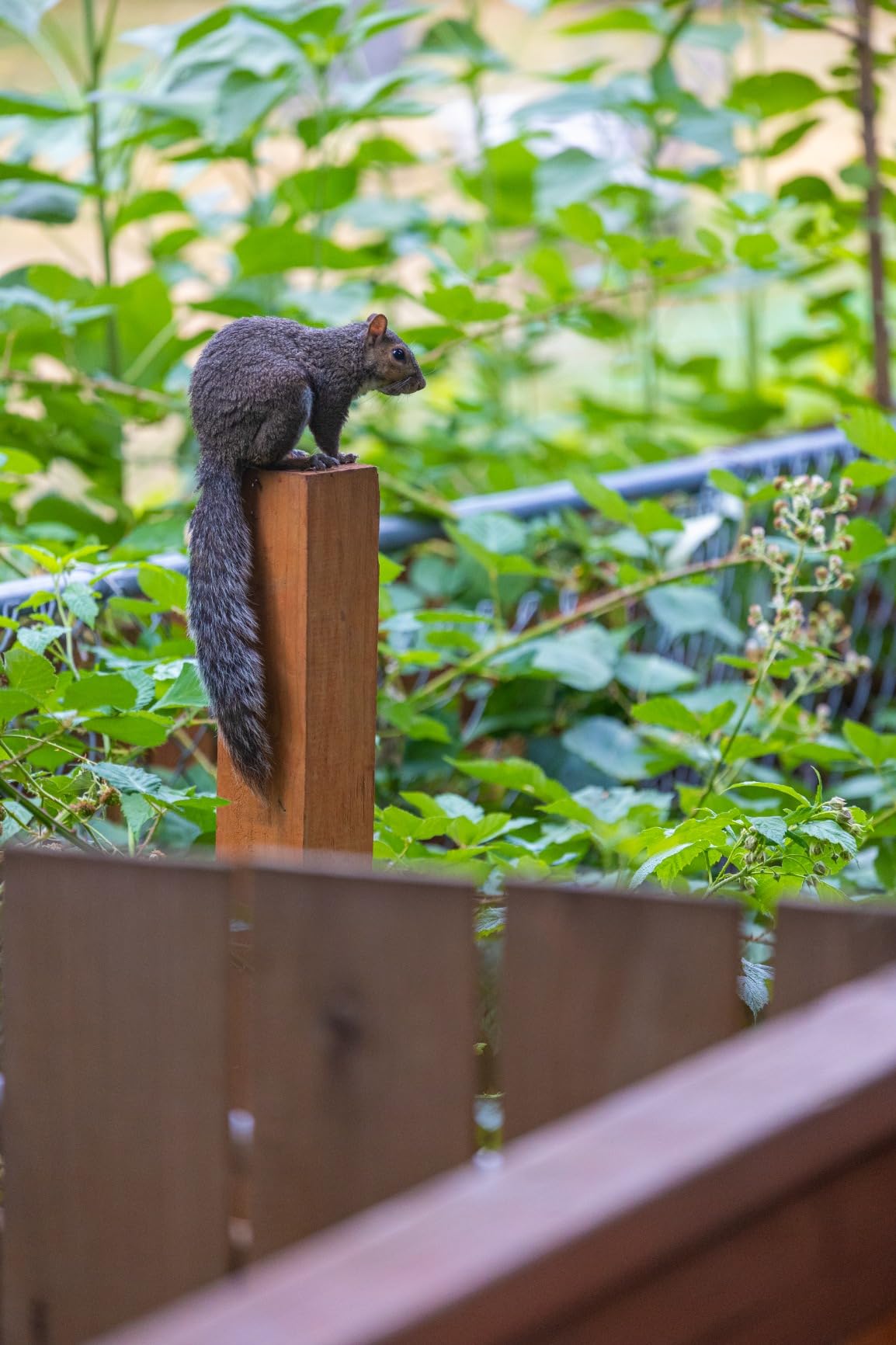 Canon RF70-200mm F4 L IS USM Lens, Telephoto Zoom Lens, Compatible with EOS R Series Mirrorless Cameras, White - Customer Photo 2