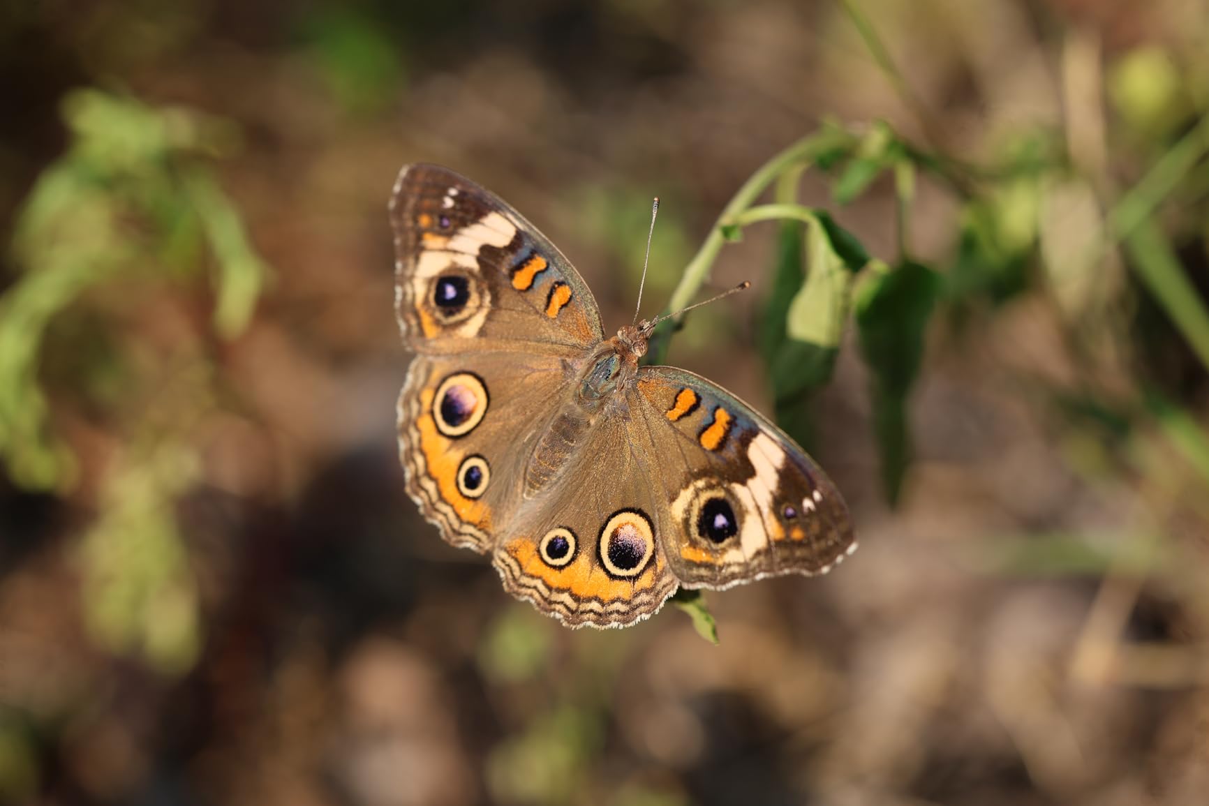 Canon RF100mm F2.8 L Macro is USM Lens - World's First 1.4x Magnification Macro - Customer Photo 2