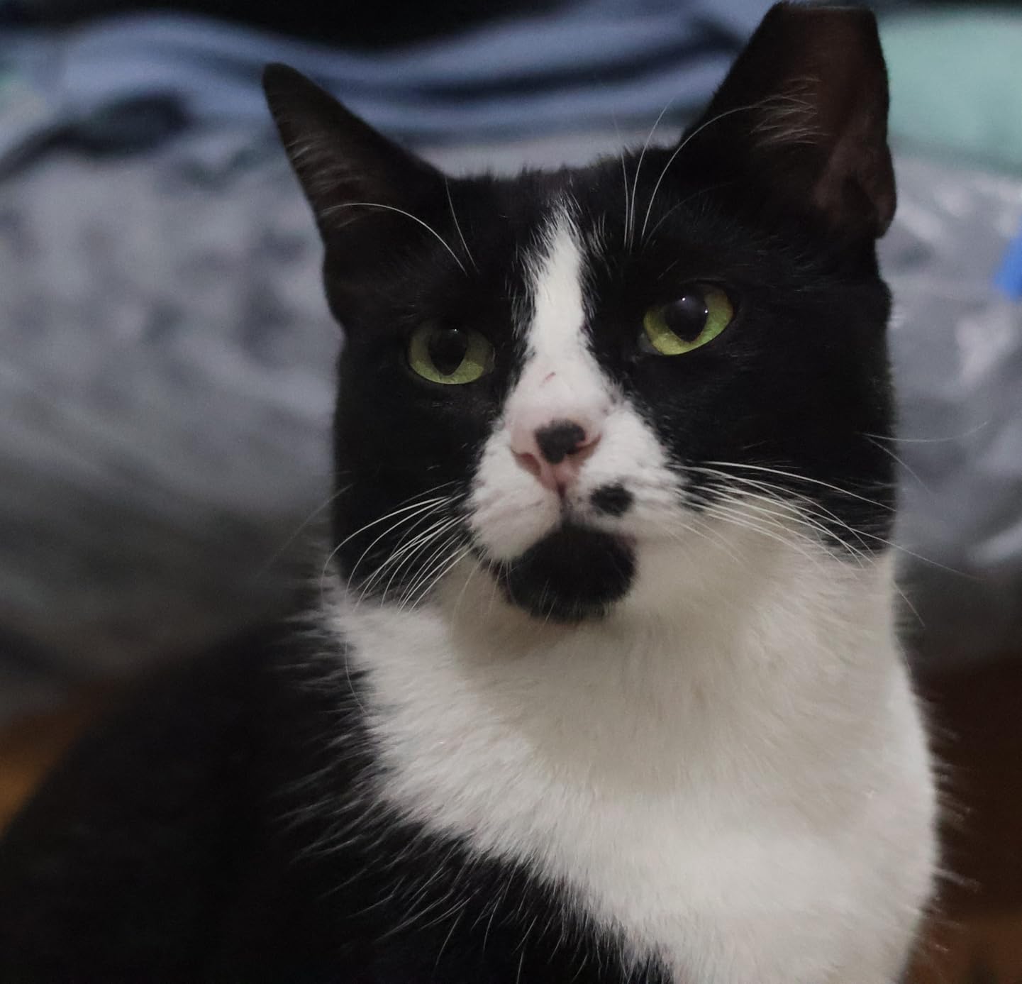 Canon RF50mm F1.8 STM Lens, Fixed Focal Length Prime Lens, Compatible with EOS R Series Mirrorless Cameras - Customer Photo 2