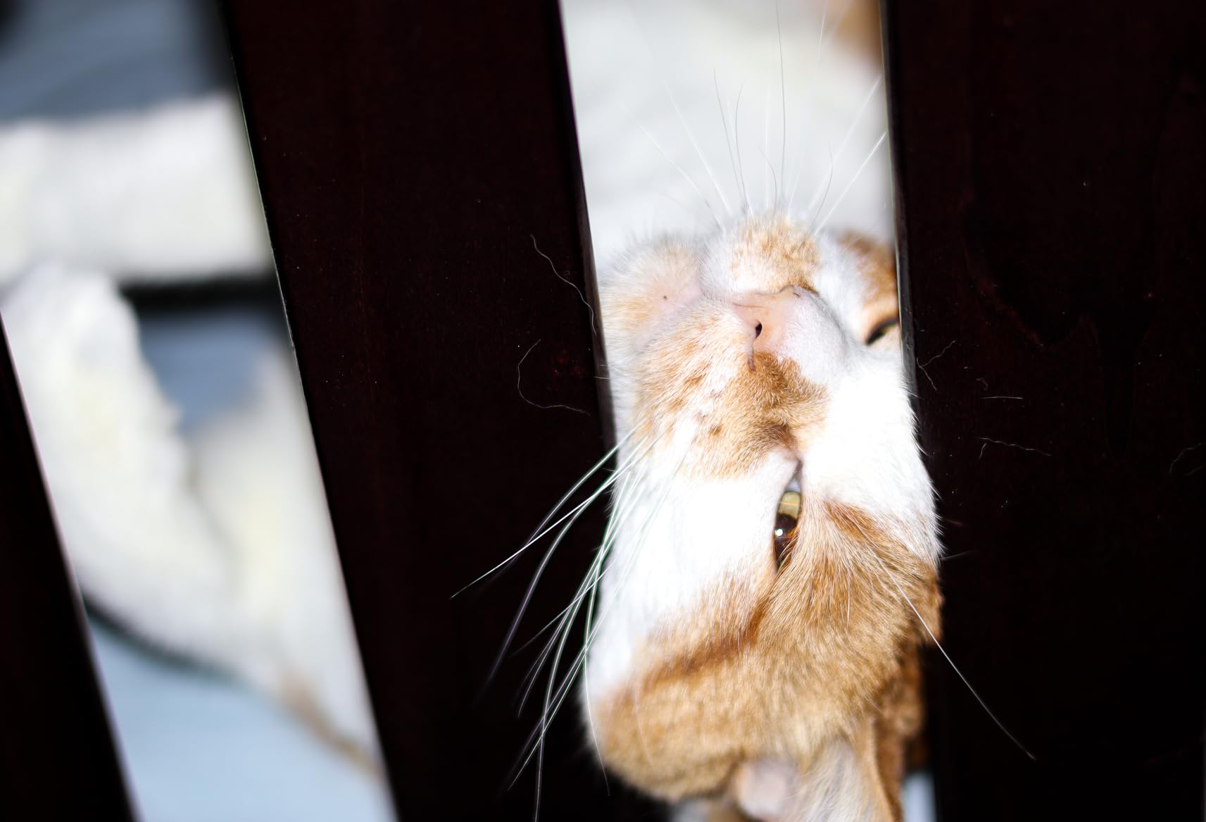 Canon RF50mm F1.8 STM Lens - Customer Photo 3