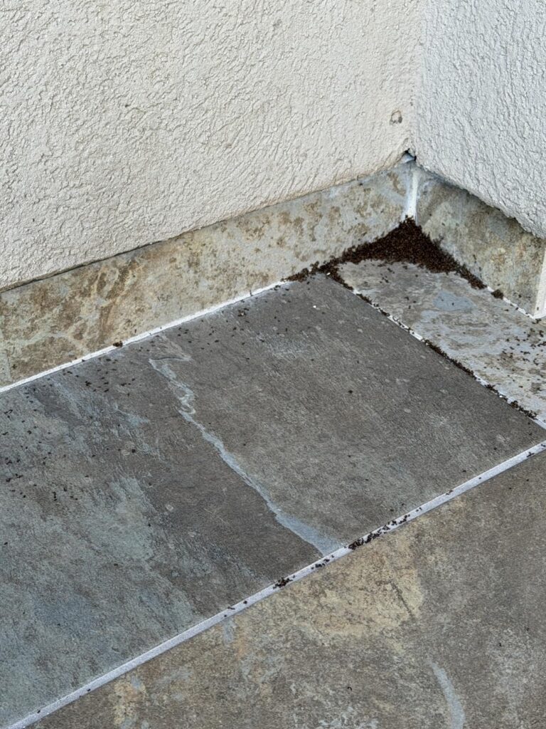 12 Best Termite Treatment Products