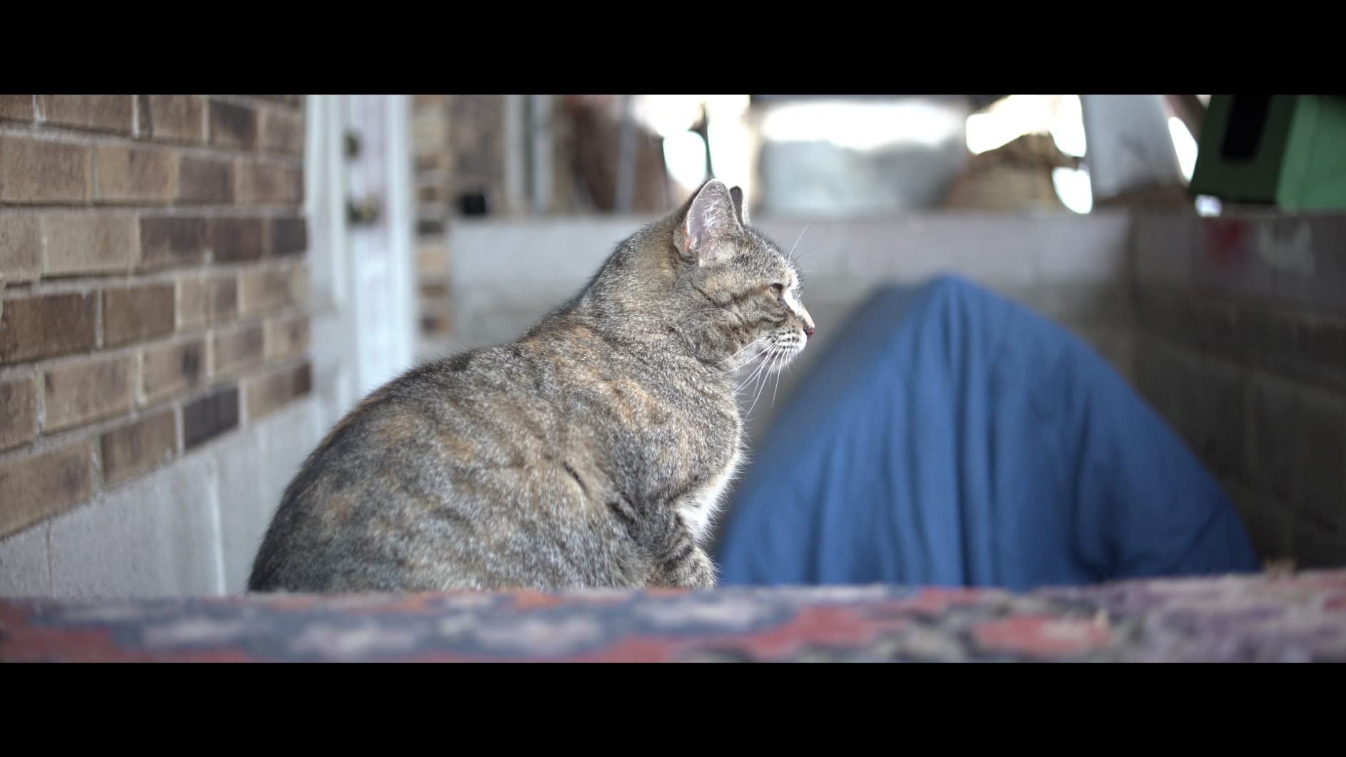 SIRUI 35mm F1.8 1.33X APS-C Anamorphic Lens Cinema Lens with Adapter for E Mount, Blue Flare - Customer Photo 1