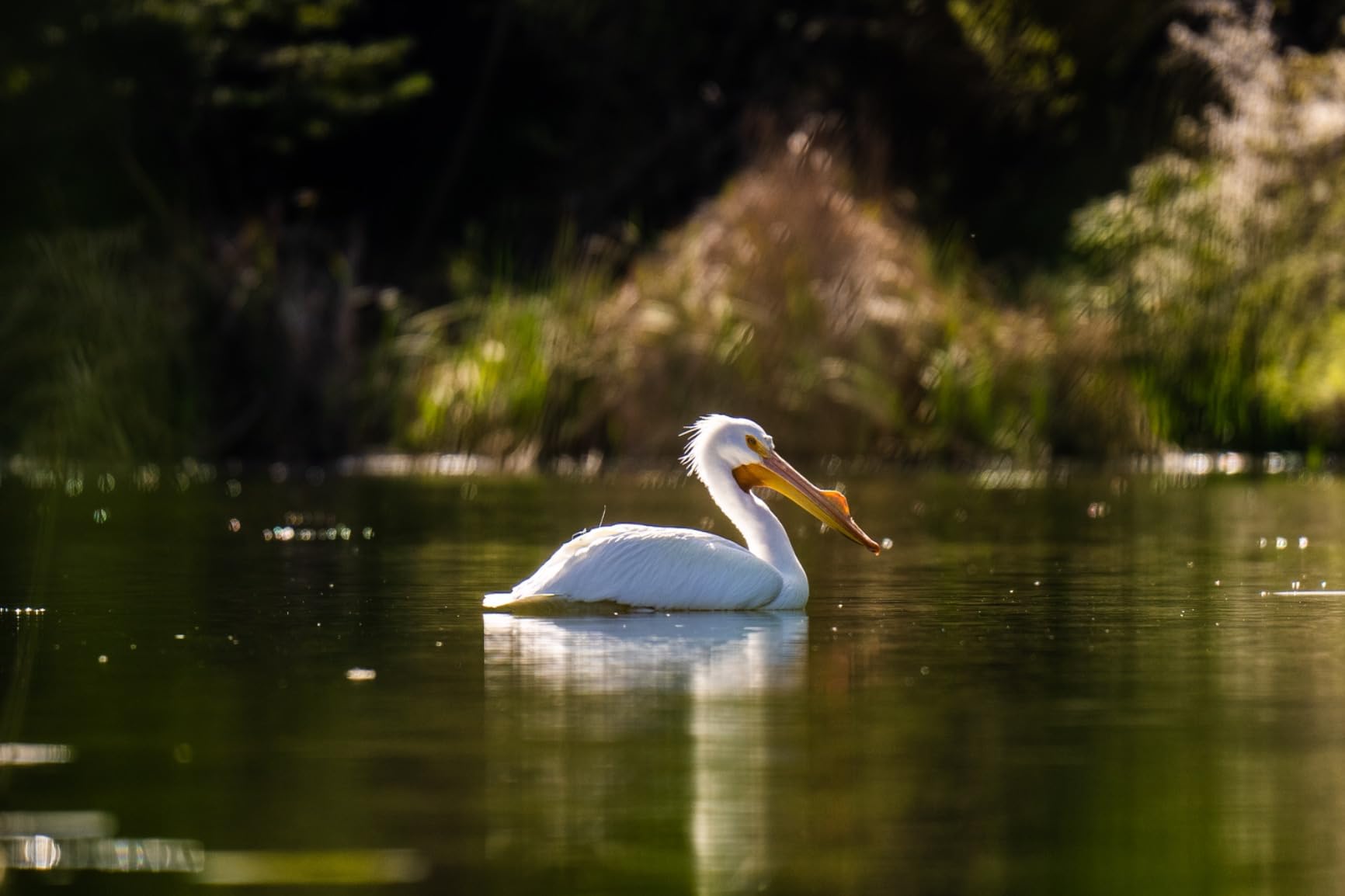 Sony Alpha 1 Full-frame Interchangeable Lens Mirrorless Camera - Customer Photo 1