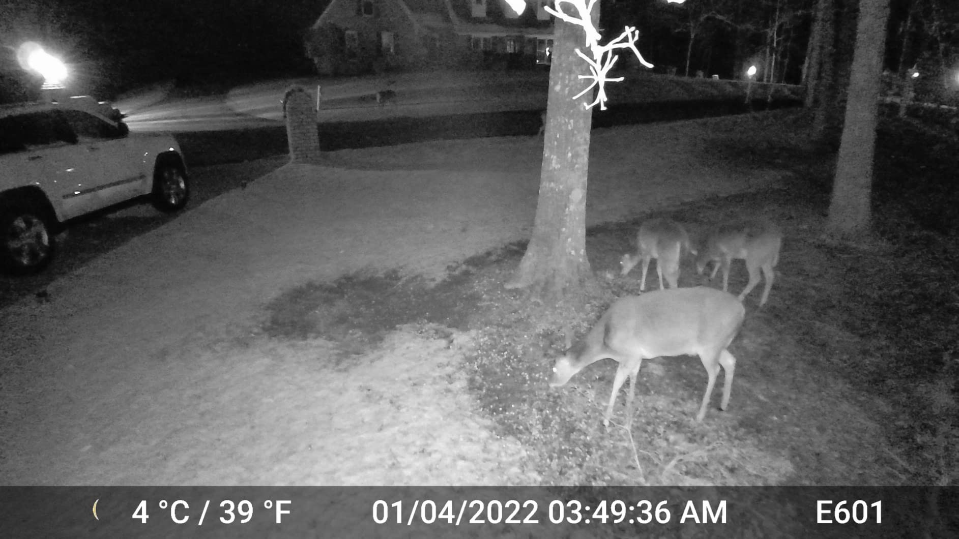 GardePro E6 WiFi Trail Camera (Non-Cellular), 48MP Photos, 1296P HD Video, App Control with Live View, 110° Wide-Angle, No-Glow Night Vision, Motion Activated - Customer Photo 1