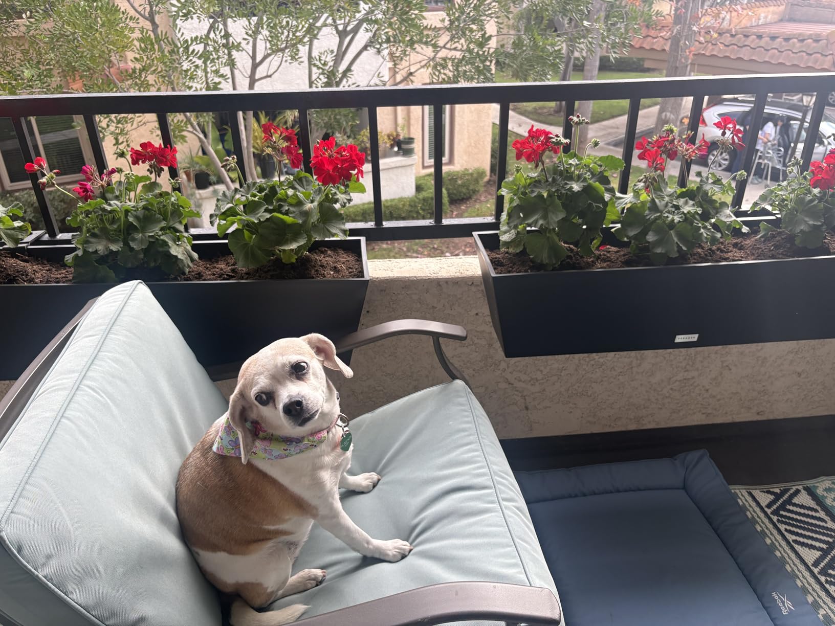 Veradek Pure Series Railing Planter - Plastic Hanging Planter for Outdoor Balcony/Fence | Durable All-Weather Use with Adjustable Brackets | Modern Décor for Flowers, Succulents, Hanging Plants - Customer Photo 1