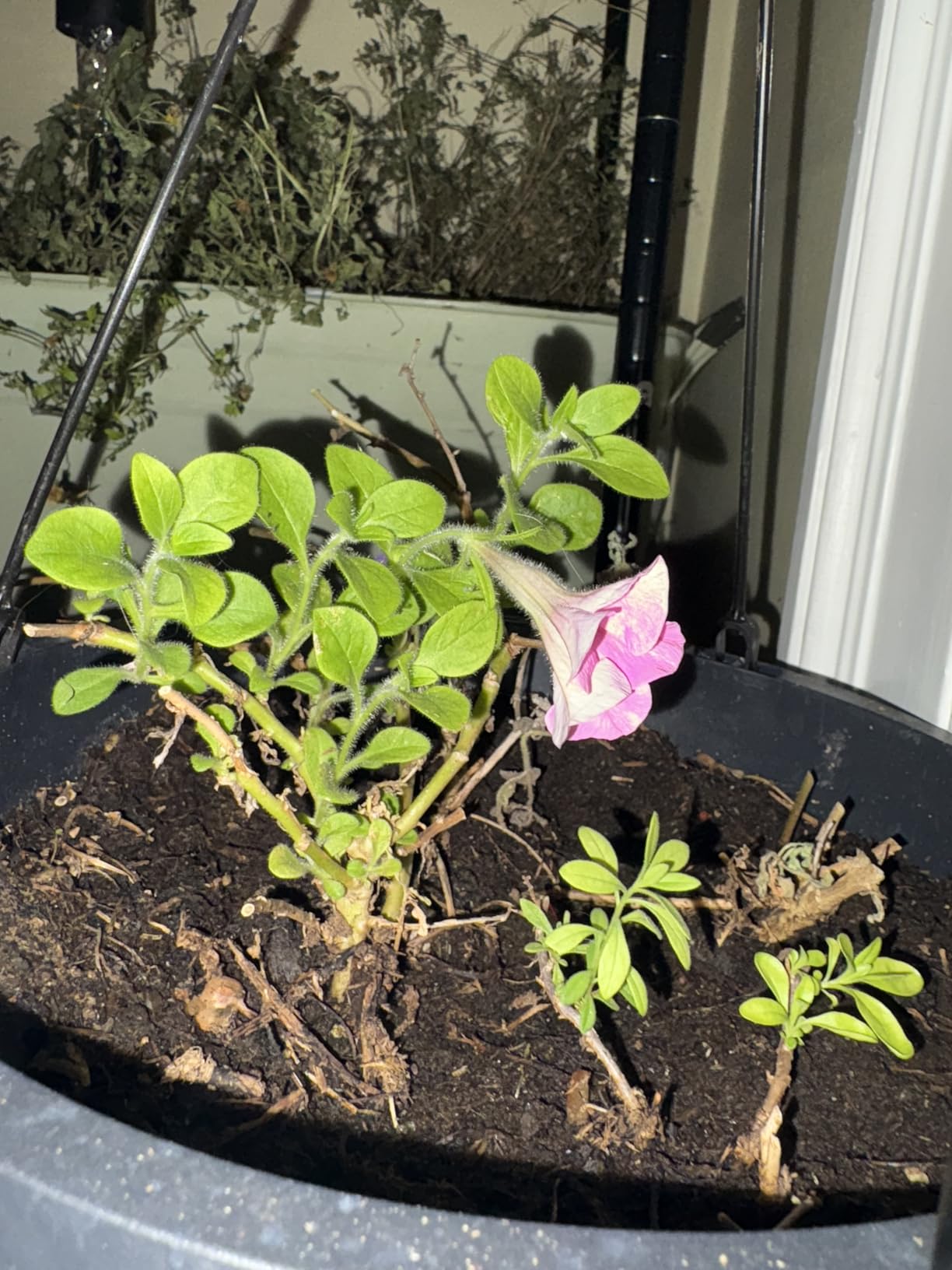 Earth's Ally Outdoor Indoor Plant Insecticide Concentrate - Insecticidal Soap for Plants - Insect Repellent Pest Control for Spider Mite, Aphid, Mealybug - Bee, Pet, Kid Safe - 32 Oz, Makes 5 Gallons - Customer Photo 1