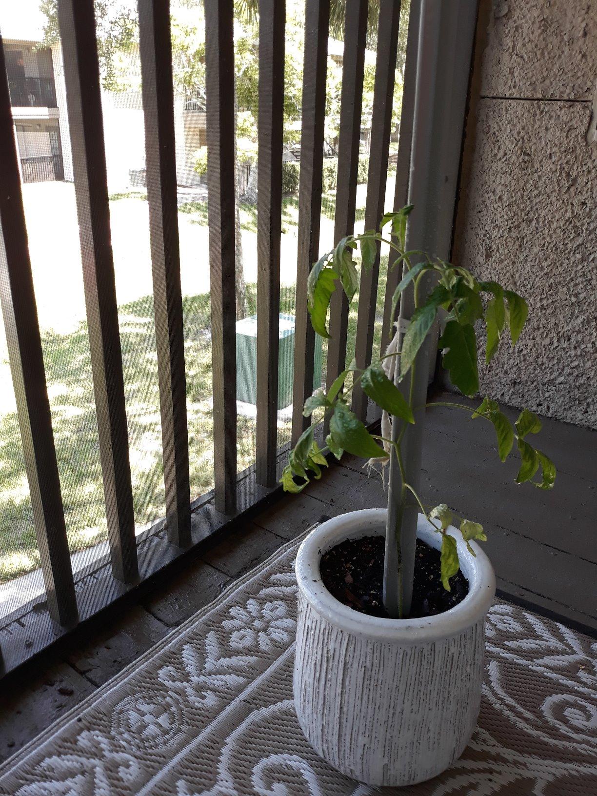 Earth's Ally Outdoor Indoor Plant Insecticide Concentrate - Insecticidal Soap for Plants - Insect Repellent Pest Control for Spider Mite, Aphid, Mealybug - Bee, Pet, Kid Safe - 32 Oz, Makes 5 Gallons - Customer Photo 3