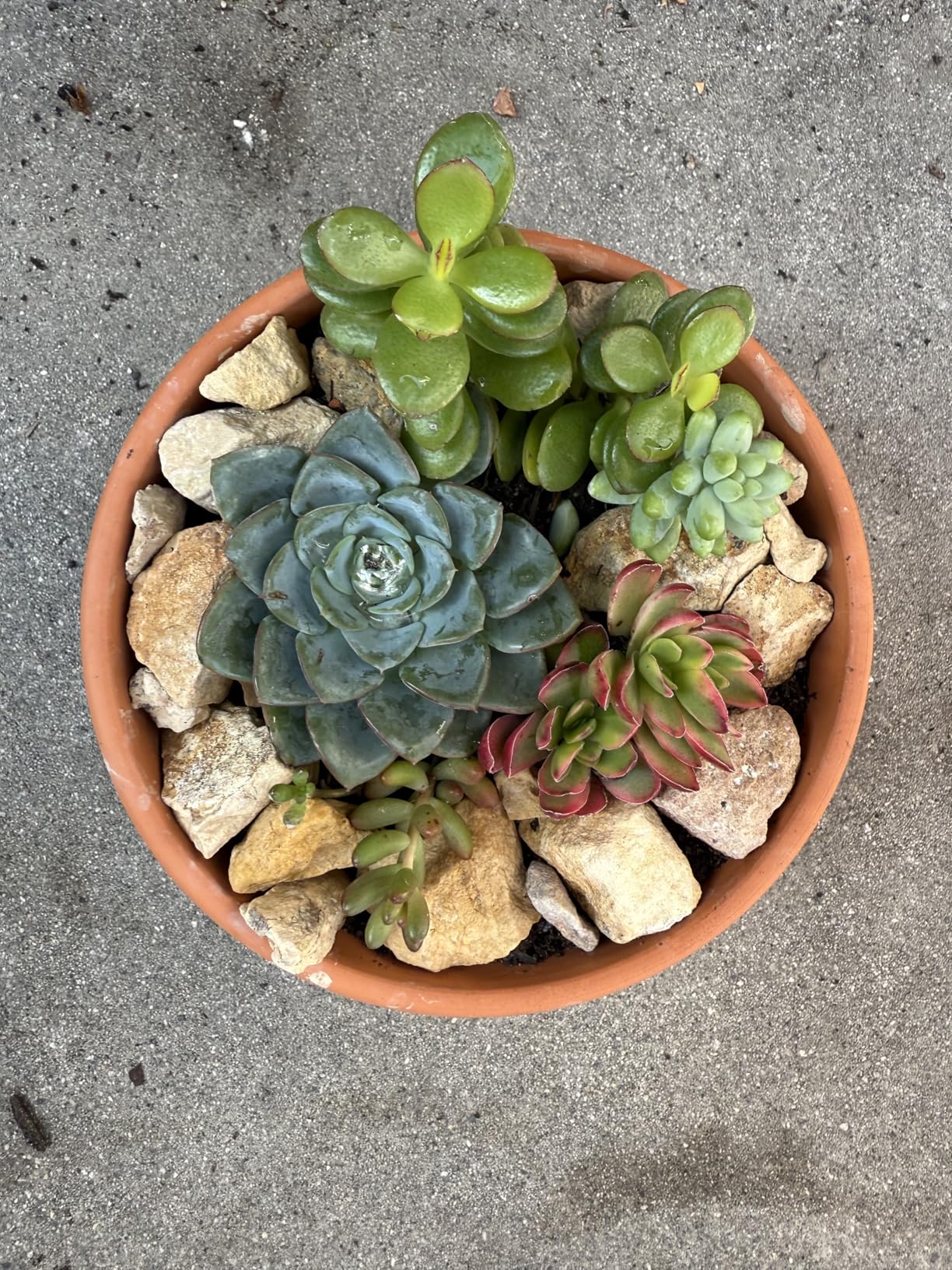 Suwimut 4 Pack Terracotta Pots with Saucer, 6 Inch Large Terra Cotta Plant Pot with Drainage Hole, Clay Flower Planter Pot with Tray for Indoor Outdoor Plant - Customer Photo 1