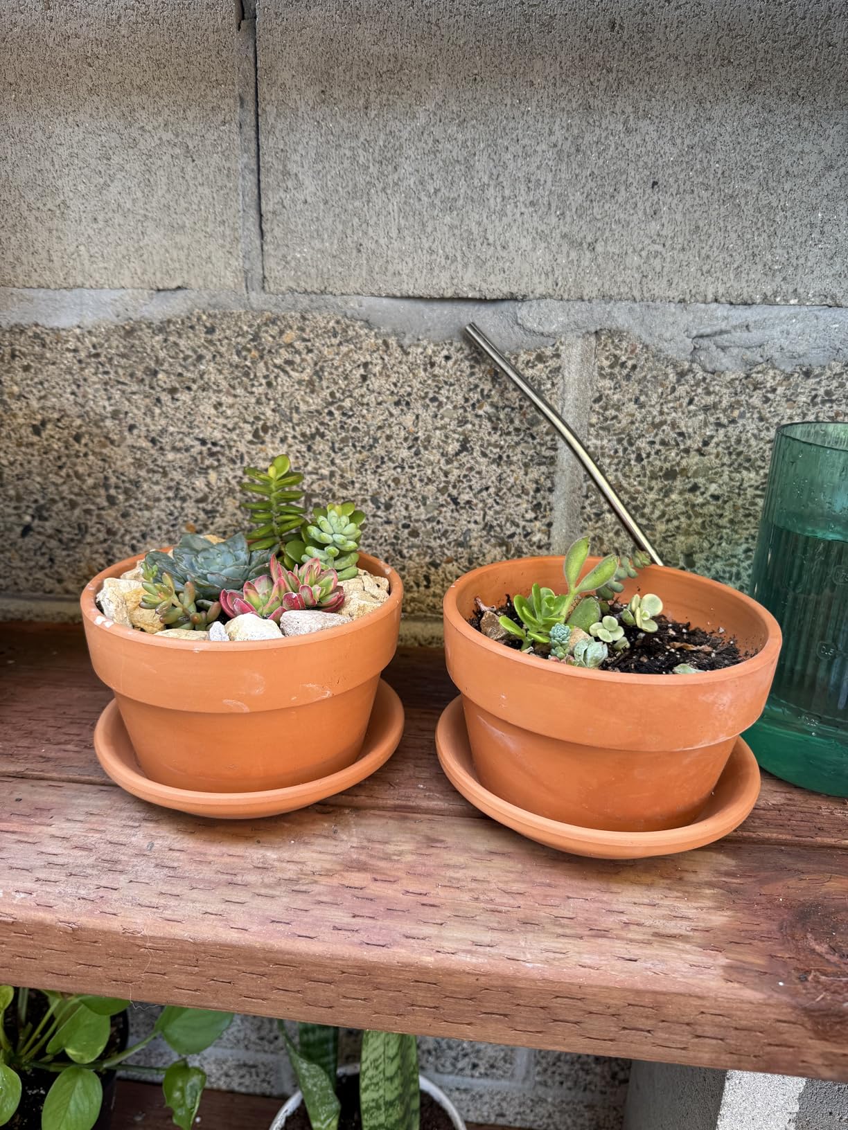 Suwimut 4 Pack Terracotta Pots with Saucer, 6 Inch Large Terra Cotta Plant Pot with Drainage Hole, Clay Flower Planter Pot with Tray for Indoor Outdoor Plant - Customer Photo 2