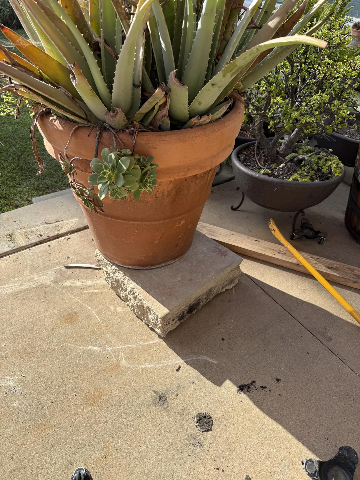 W B D WEIBIDA Plant Caddy with Wheels Heavy Duty 440lbs Capacity, Adjustable 15-21 Inch Rolling Plant Stand Indoor Outdoor, Large Plant Cart Dolly with Casters for Flower Pot Garden Pot Mover - Customer Photo 2