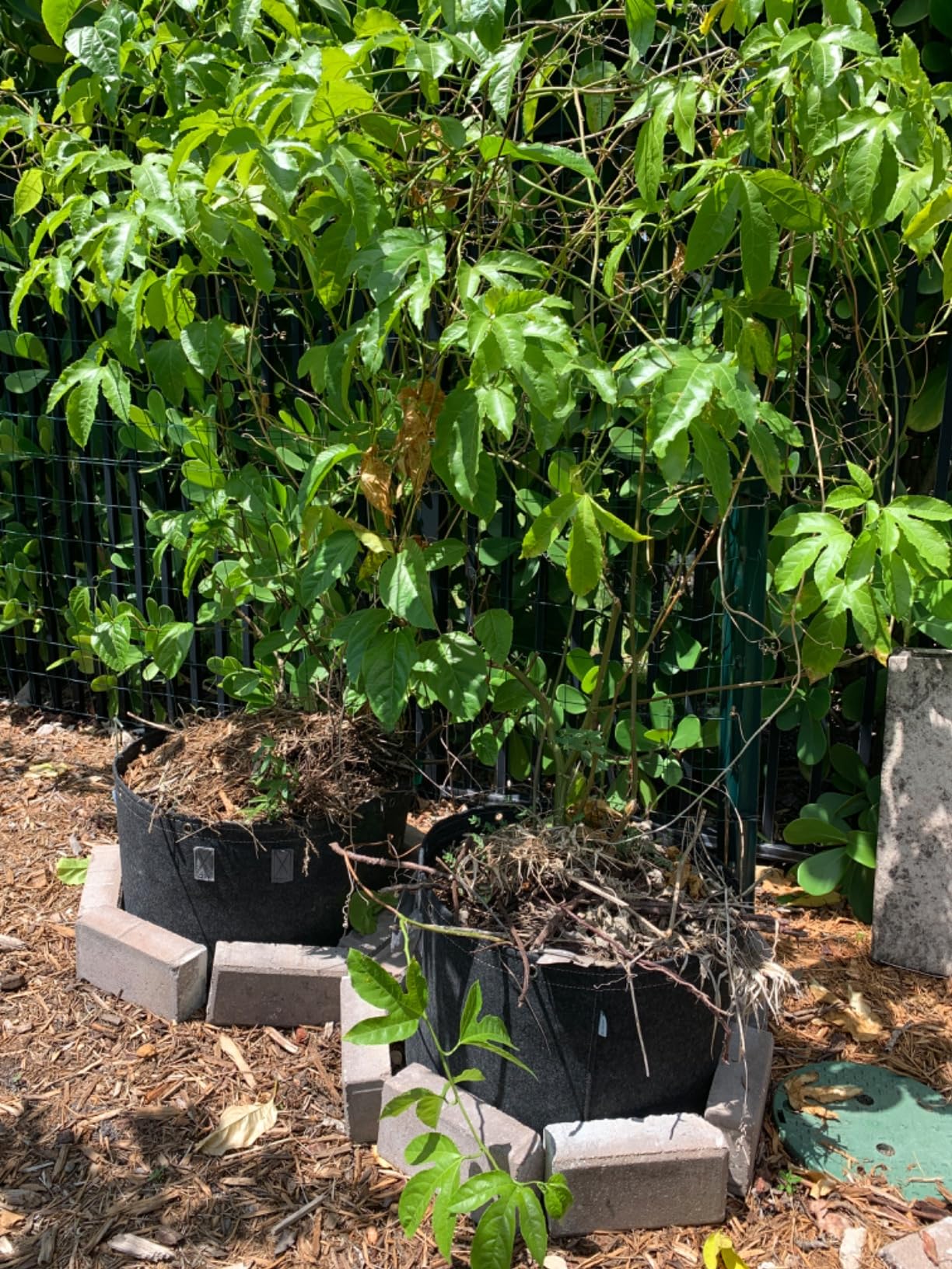 AC Infinity Heavy Duty Fabric Pots, 5 Gallon Aeration Reusable Grow Bags 5-Pack with 500G Thick Nonwoven Fabric and Multi-Purpose Rings, for Low Stress Plant Training Fruits, Vegetables, and Flowers - Customer Photo 1