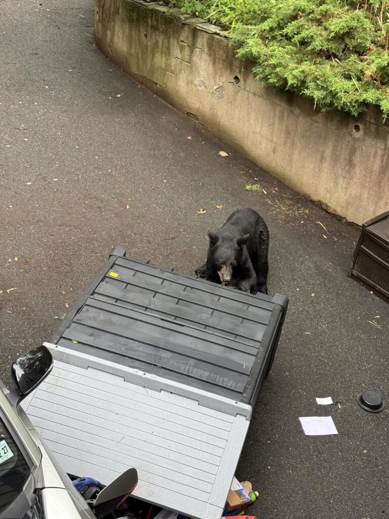 12 Best Outdoor Storage Sheds