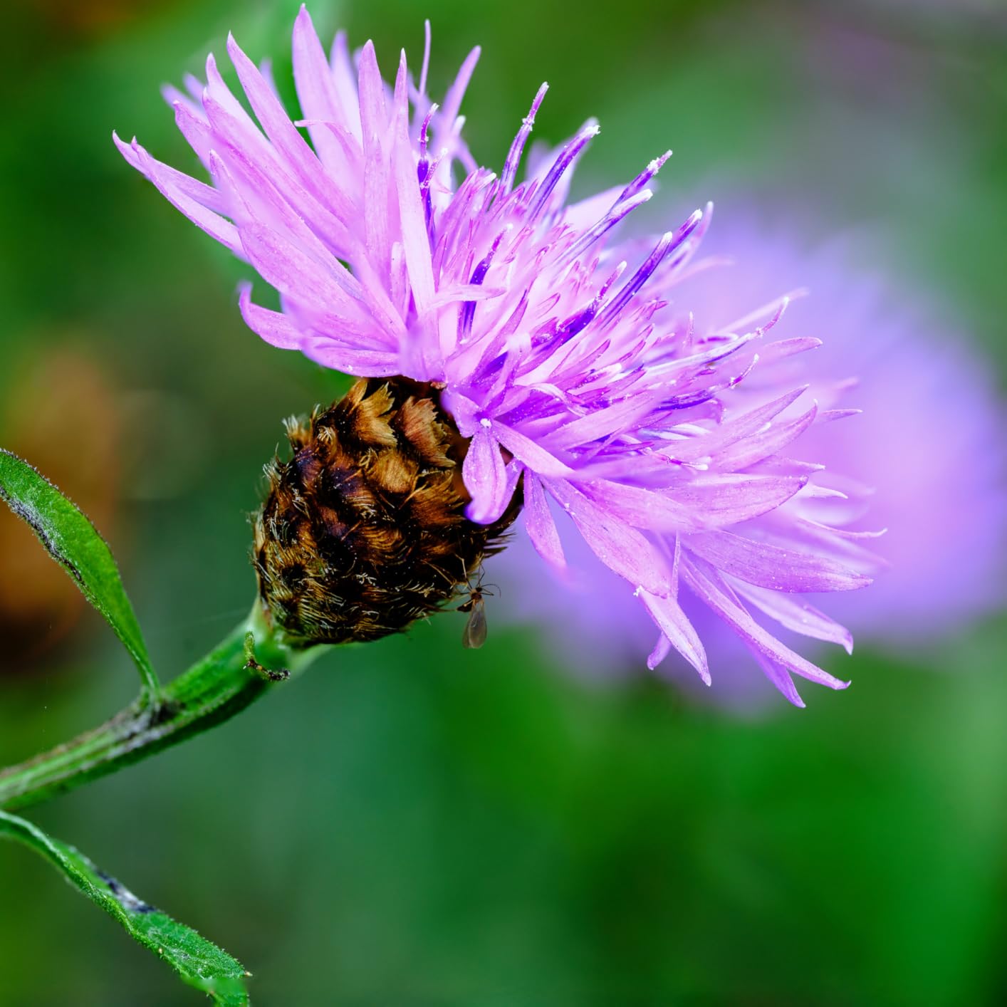 Nikon NIKKOR Z MC 105mm f/2.8 VR S | Professional Macro Prime Lens for Z Series - Customer Photo 1