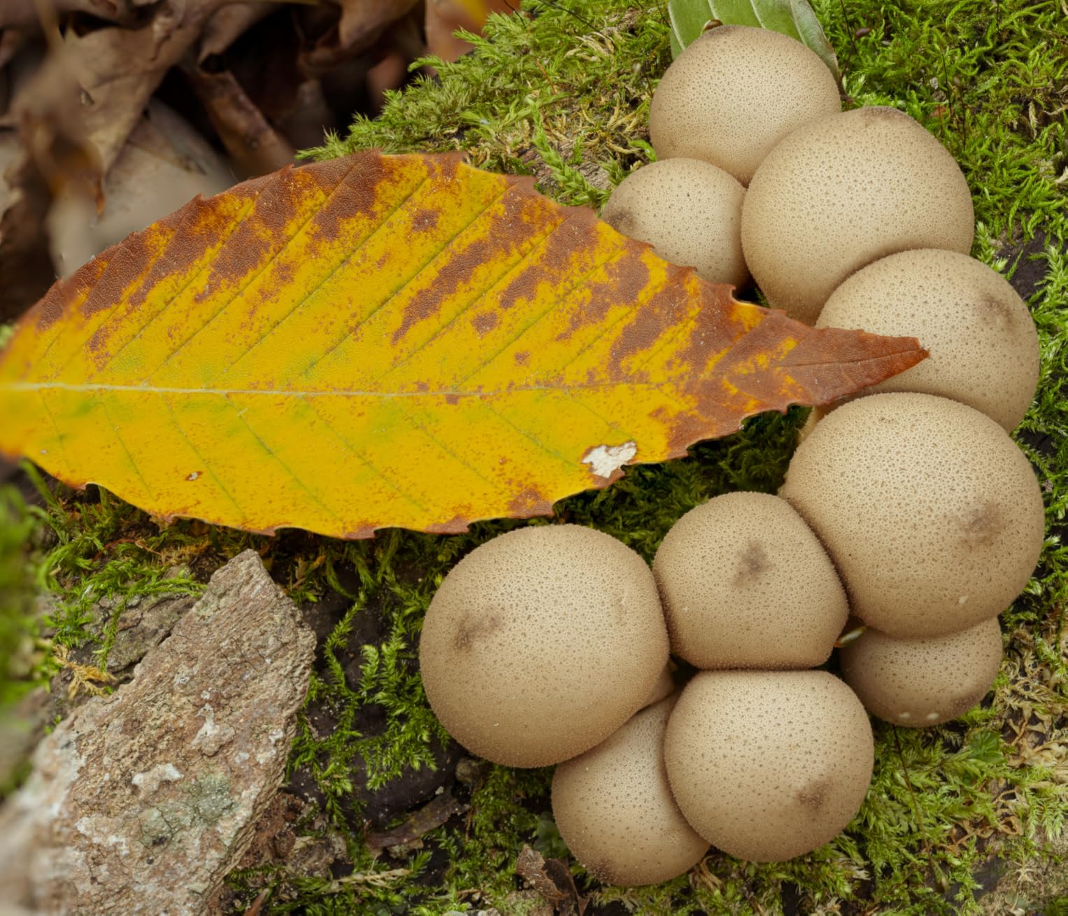 Nikon NIKKOR Z MC 105mm f/2.8 VR S | Professional macro prime lens for Z series mirrorless cameras | Nikon USA Model - Customer Photo 2