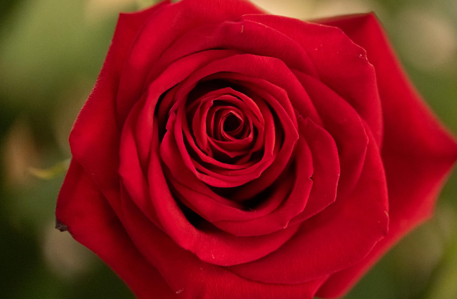 Nikon NIKKOR Z MC 105mm f/2.8 VR S | Professional Macro Prime Lens for Z Series - Customer Photo 3