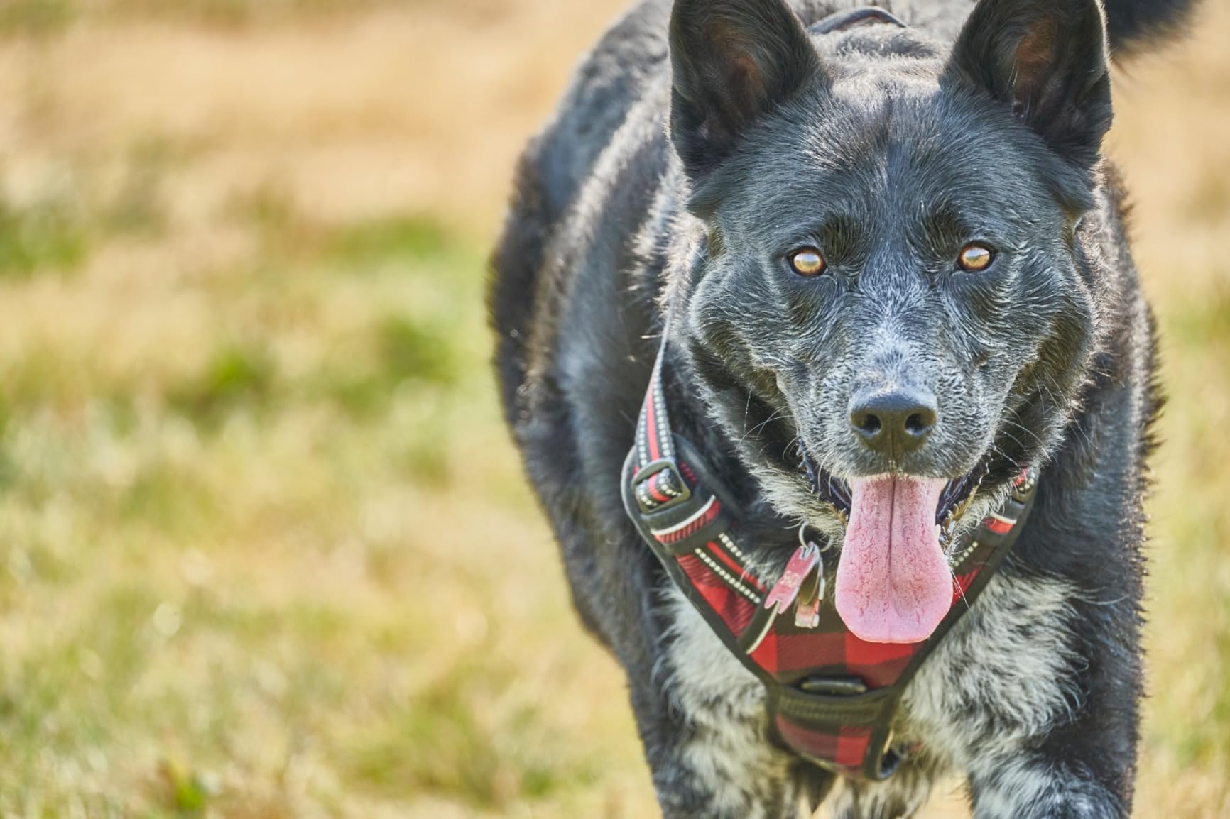 Tamron 150-500mm f/5-6.7 Di III VC VXD Lens for Full Frame Sony Mirrorless Camera - Customer Photo 2