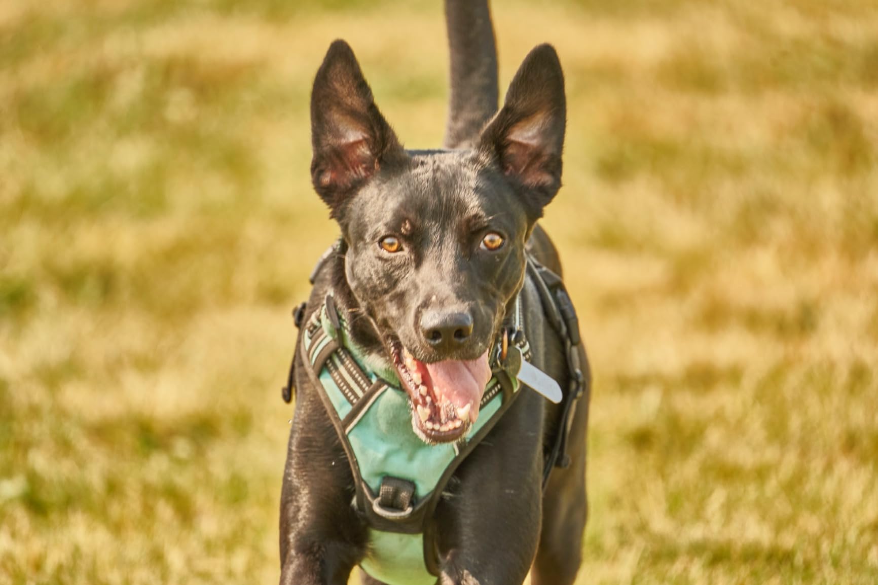 150-500mm f/5-6.7 Di III VC VXD Lens for Full Frame Sony Mirrorless Camera - Customer Photo 2