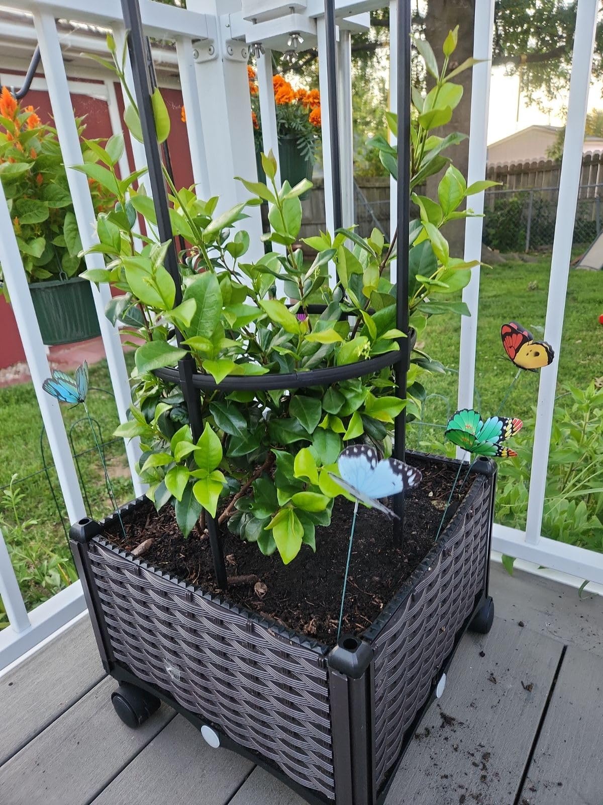 Barton 2 Pieces Rolling Garden Bed Brown Plastic w/Self-Watering Design Outdoor Elevated Planter Box Kit Wheels Mobile - Customer Photo 1