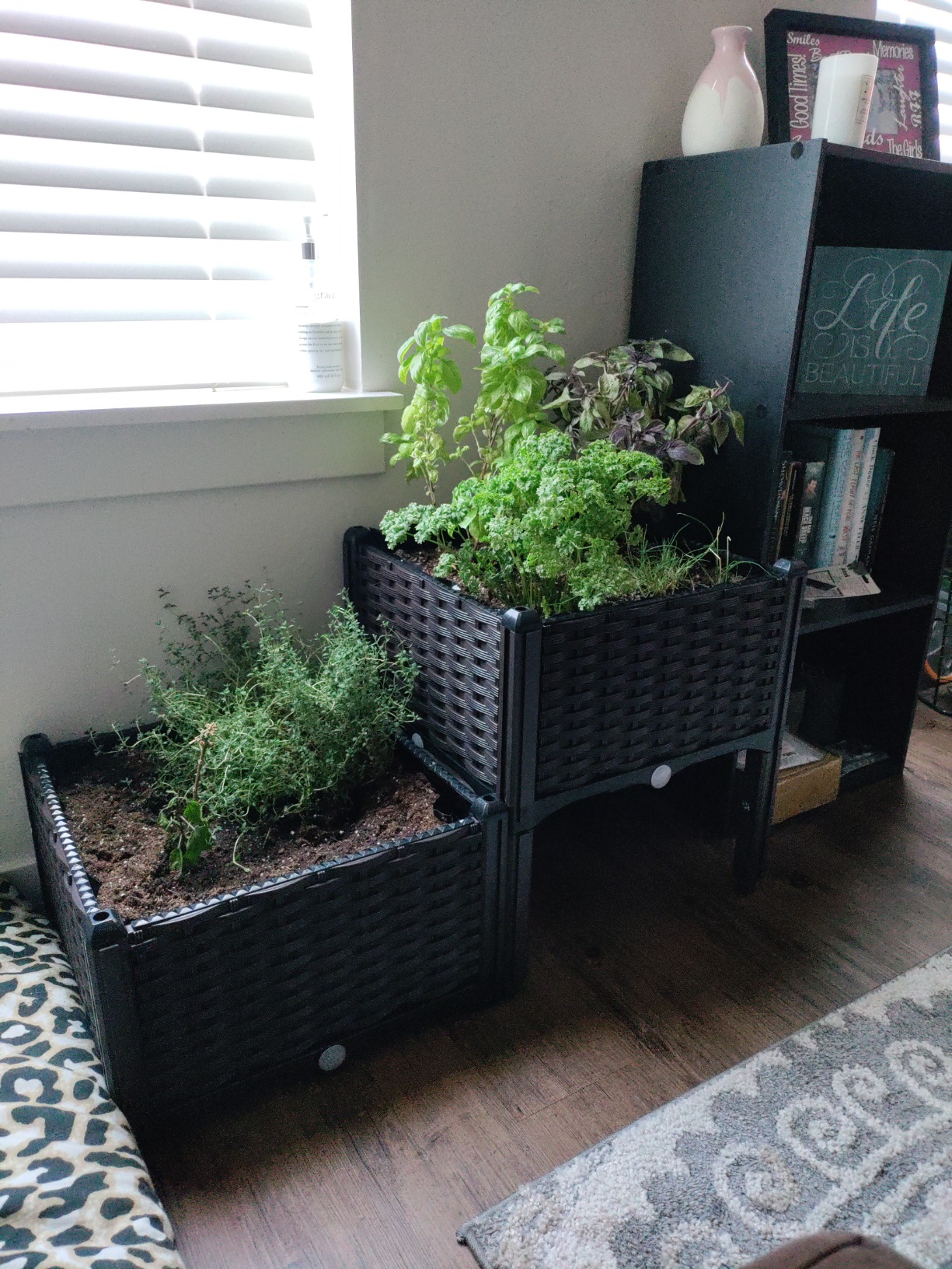 Barton 2 Pieces Rolling Garden Bed Brown Plastic w/Self-Watering Design Outdoor Elevated Planter Box Kit Wheels Mobile - Customer Photo 2