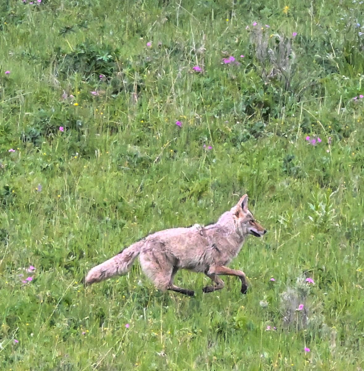 NEEWER Gimbal Tripod Head Professional Heavy Duty Aluminum Alloy with Arca Type Quick Release Plate, GM101 Supports Smoother 360 Degree Panoramic Shooting for DSLR Camera Up to 30lbs/13.6kg customer photo 1