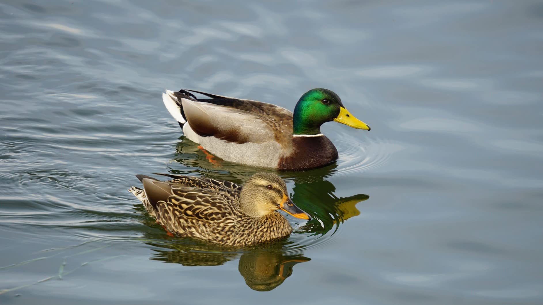 Sigma 150-600mm F/5-6.3 DG DN OS Sports Lens for Sony E - Customer Photo 1