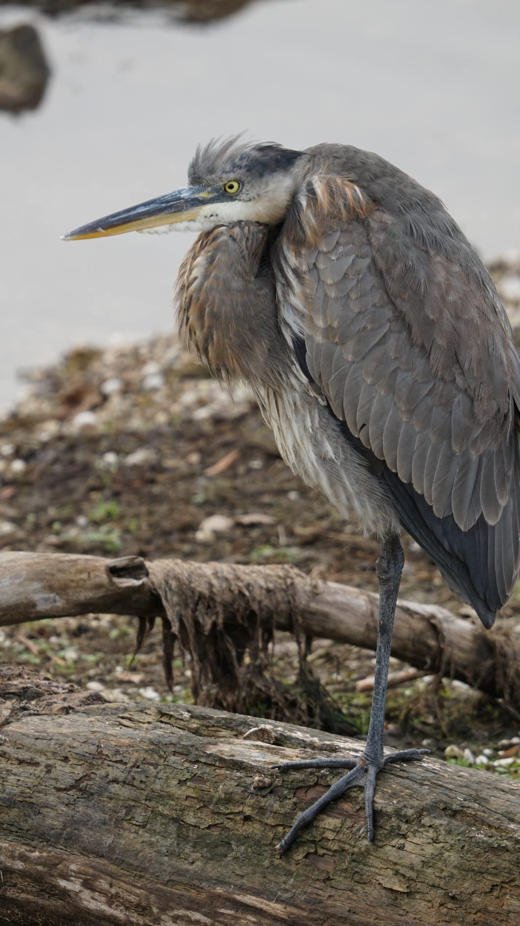 150-600mm F5/-6.3 DG DN for Sony E - Customer Photo 2