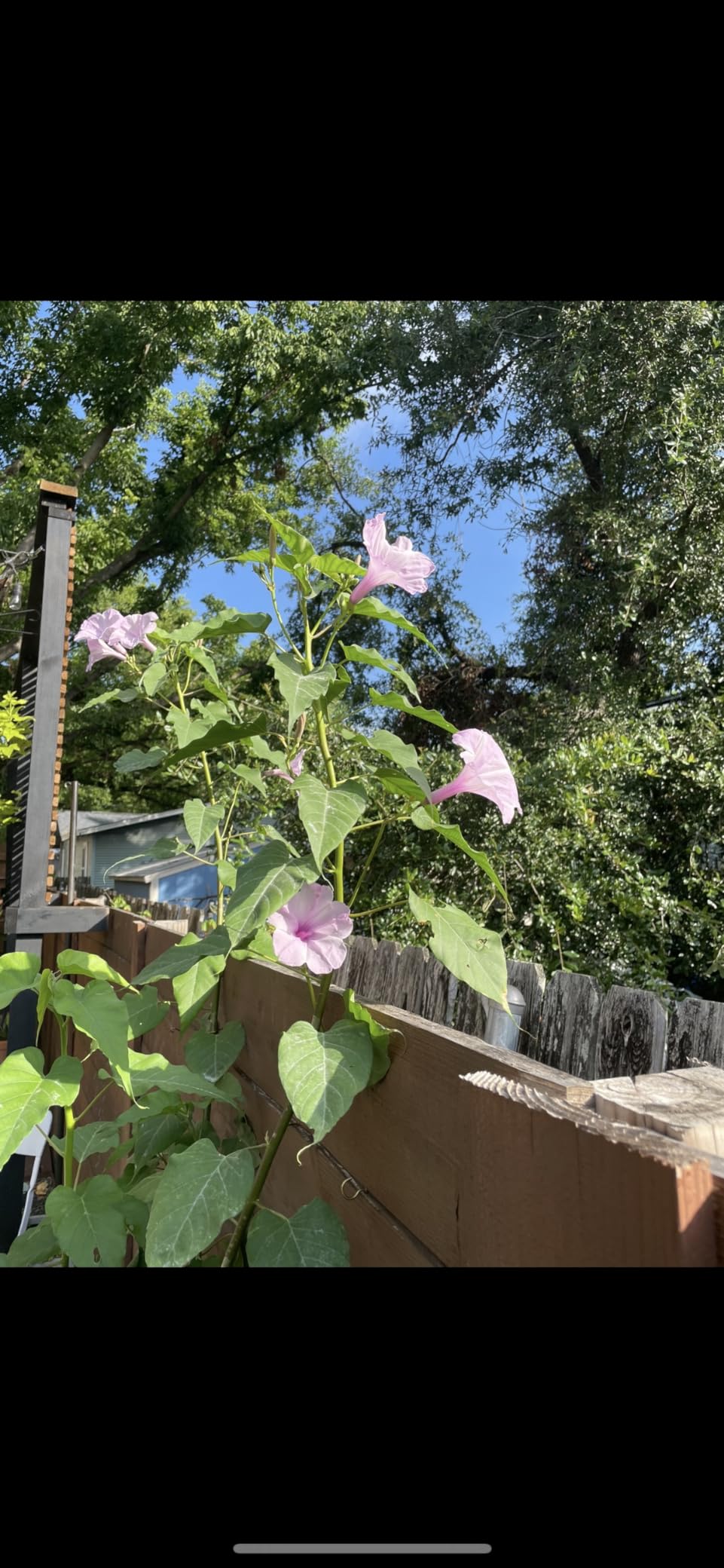 NATRIA Insecticidal Soap, Ready-to-Use Garden Bug Treatment, Insect Killer for Indoor and Outdoor Plants, 1 Gallon - Customer Photo 1