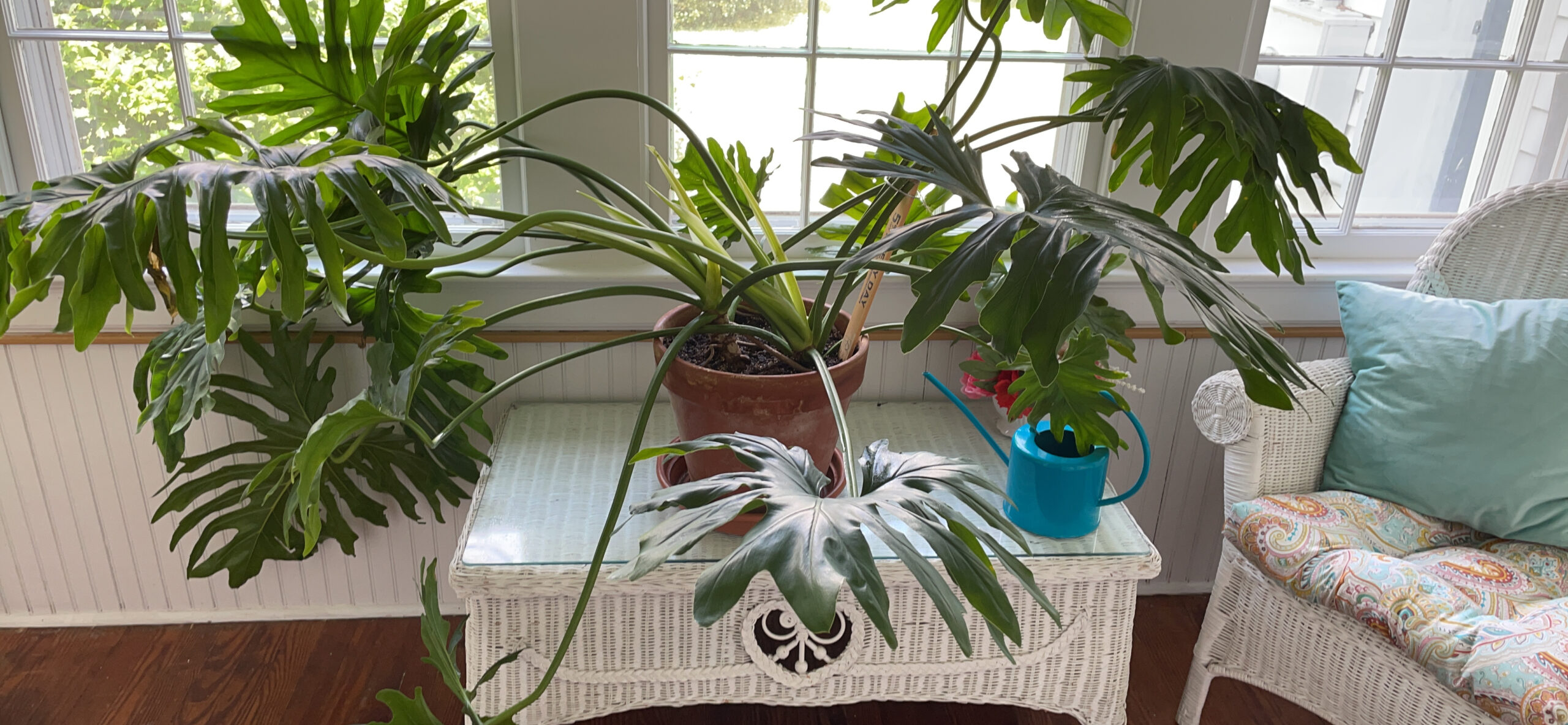 NATRIA Insecticidal Soap, Ready-to-Use Garden Bug Treatment, Insect Killer for Indoor and Outdoor Plants, 1 Gallon - Customer Photo 4