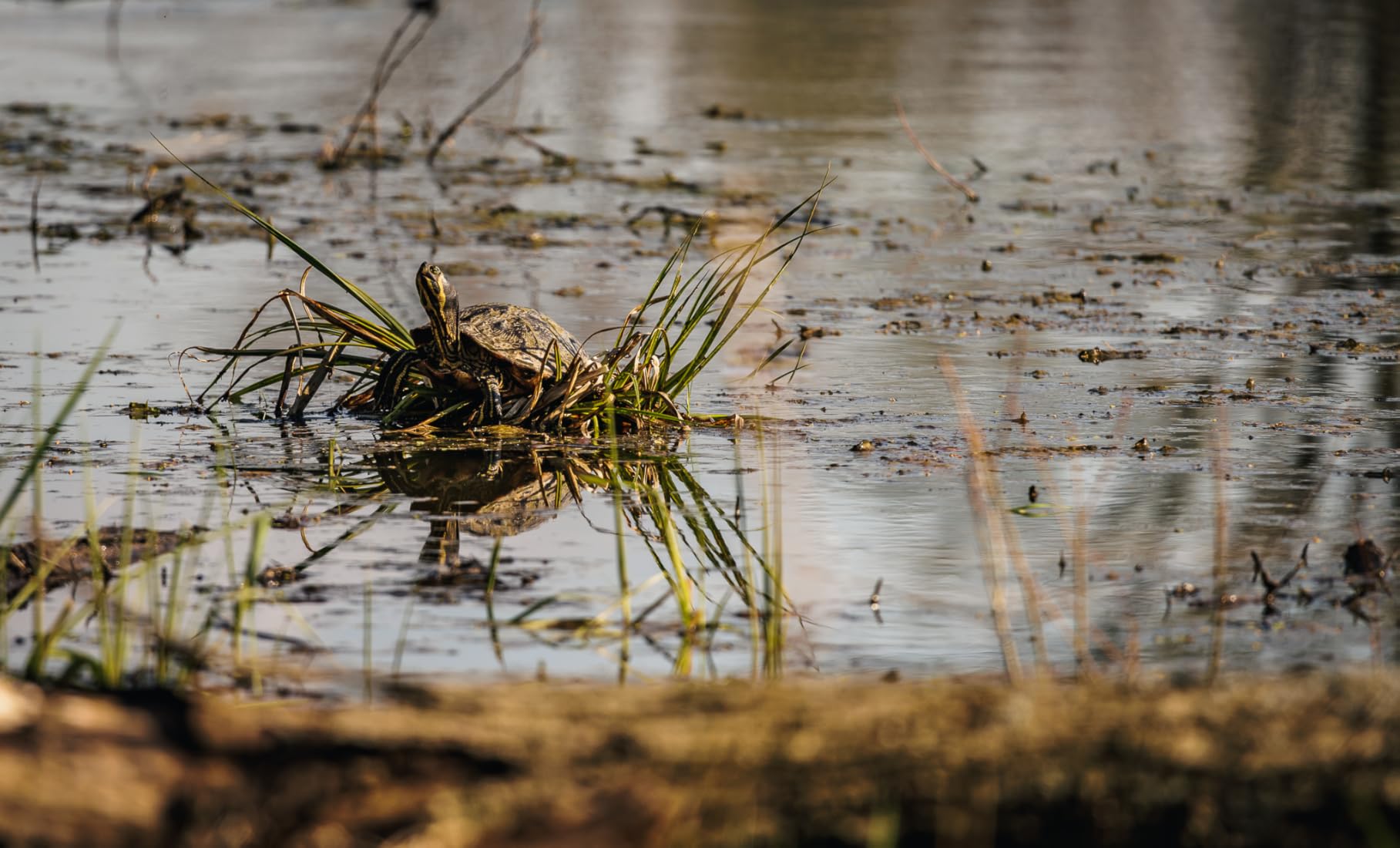 Canon RF100-400mm F5.6-8 is USM - Customer Photo 1