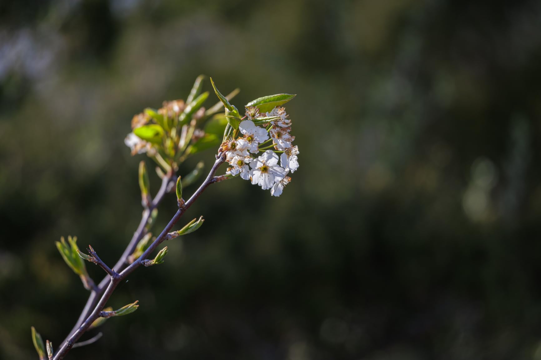 Canon RF100-400mm F5.6-8 IS USM Black - Customer Photo 2