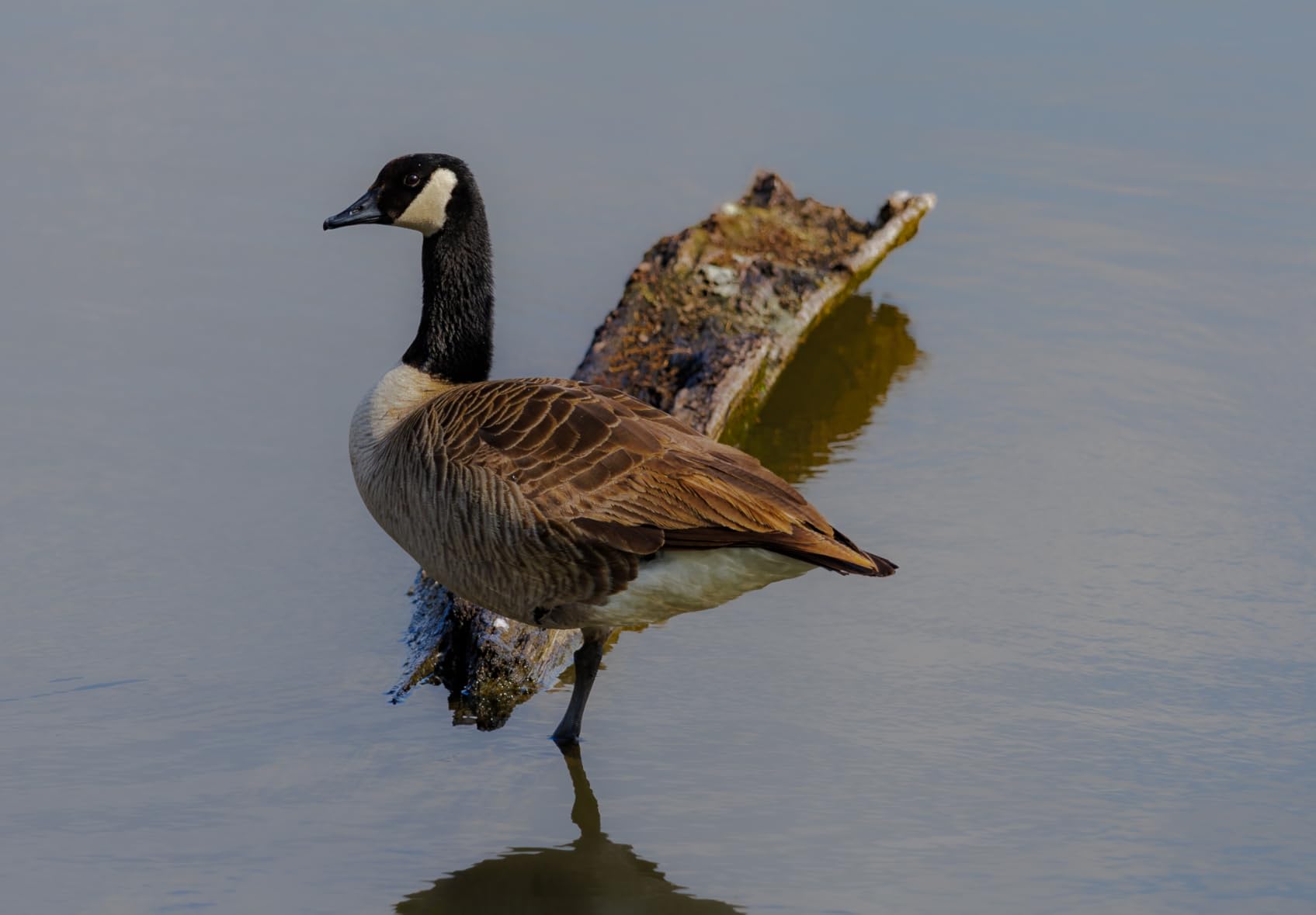 Canon RF100-400mm F5.6-8 is USM - Customer Photo 2