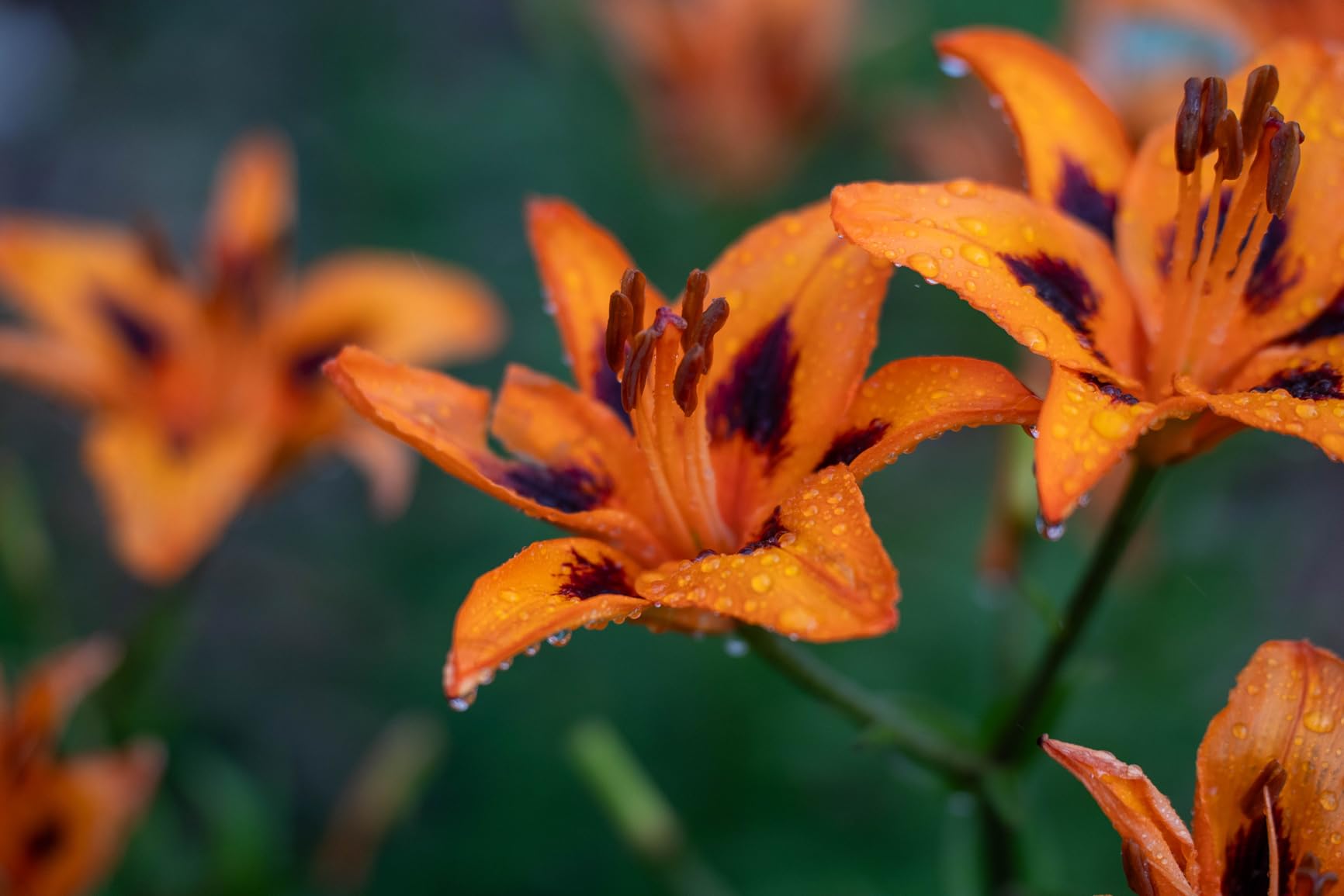 Tamron 35-150mm F/2-2.8 Di III VXD for Sony E-Mount Full Frame/APS-C (6 Year Limited USA Warranty) - Customer Photo 1