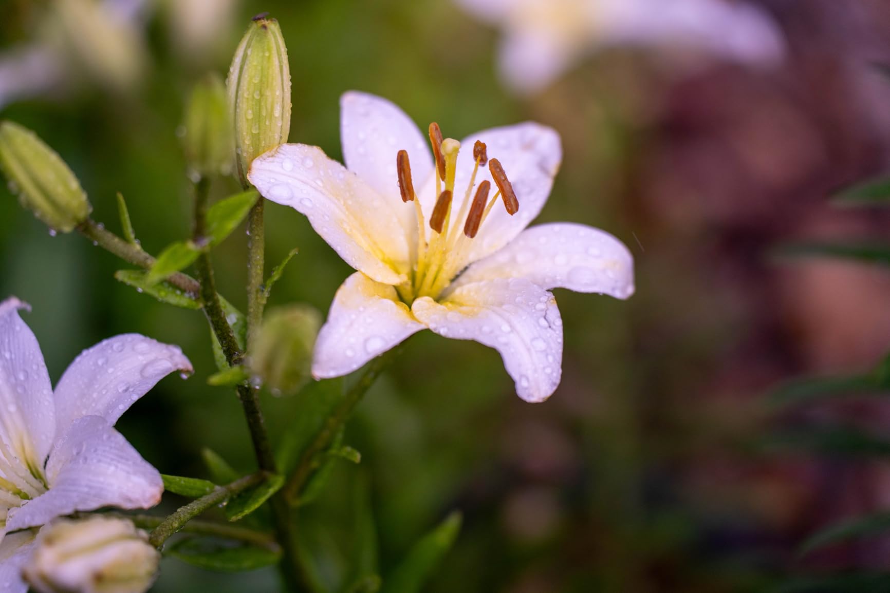 Tamron 35-150mm F/2-2.8 Di III VXD for Sony E-Mount Full Frame/APS-C (6 Year Limited USA Warranty) - Customer Photo 2