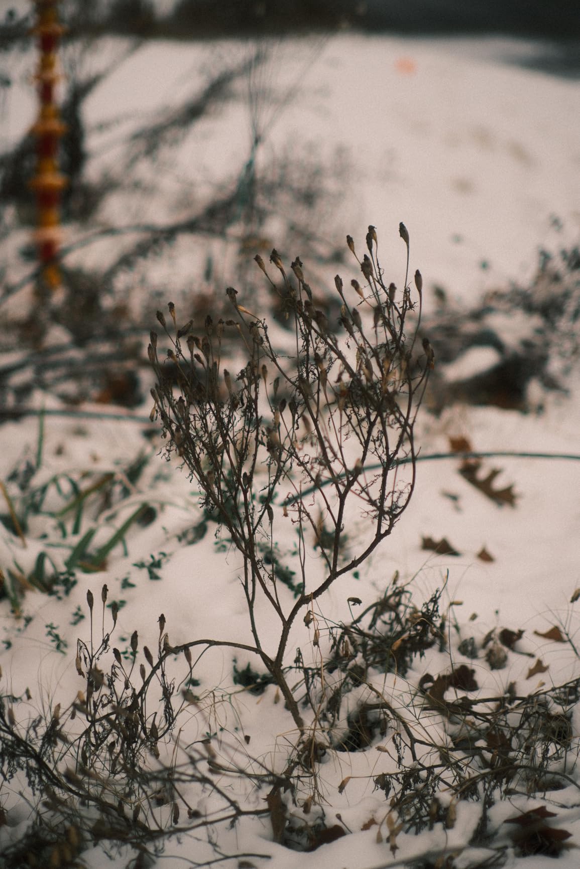 TTArtisan 50mm F1.2 APS-C Manual Focus Lens for Nikon Z Mount Cameras Like Z50 customer photo 1