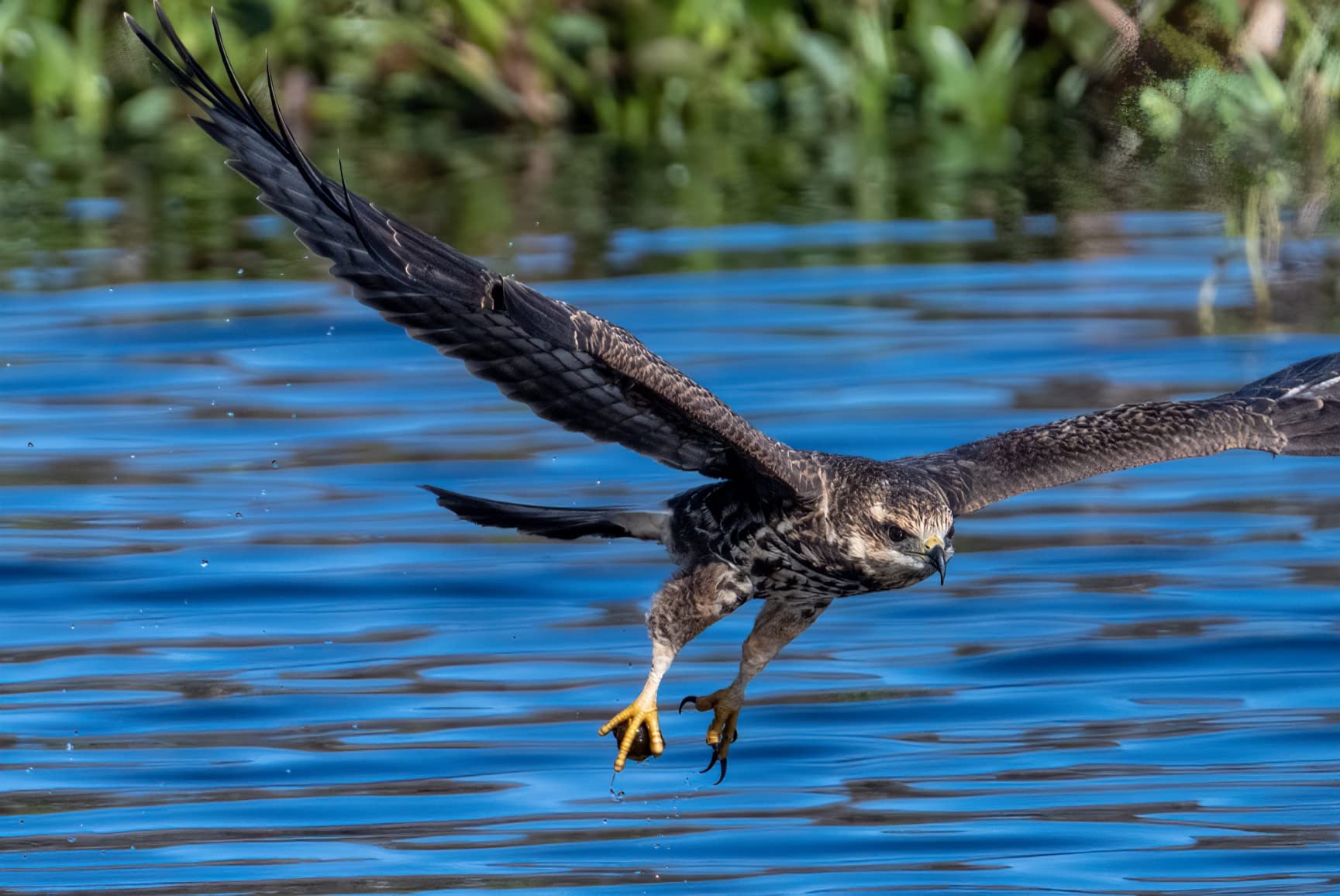 Nikon NIKKOR Z 100-400mm VR S | Premium versatile telephoto zoom lens with image stabilization for Z series mirrorless cameras - Customer Photo 1