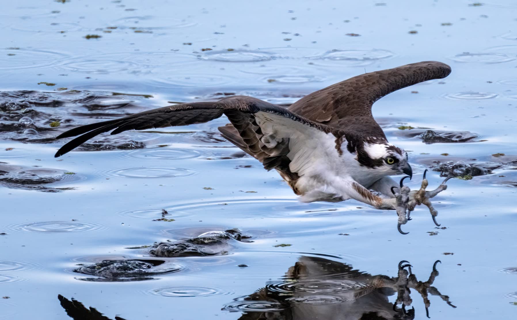 Nikon NIKKOR Z 100-400mm VR S | Premium versatile telephoto zoom lens with image stabilization for Z series mirrorless cameras - Customer Photo 2