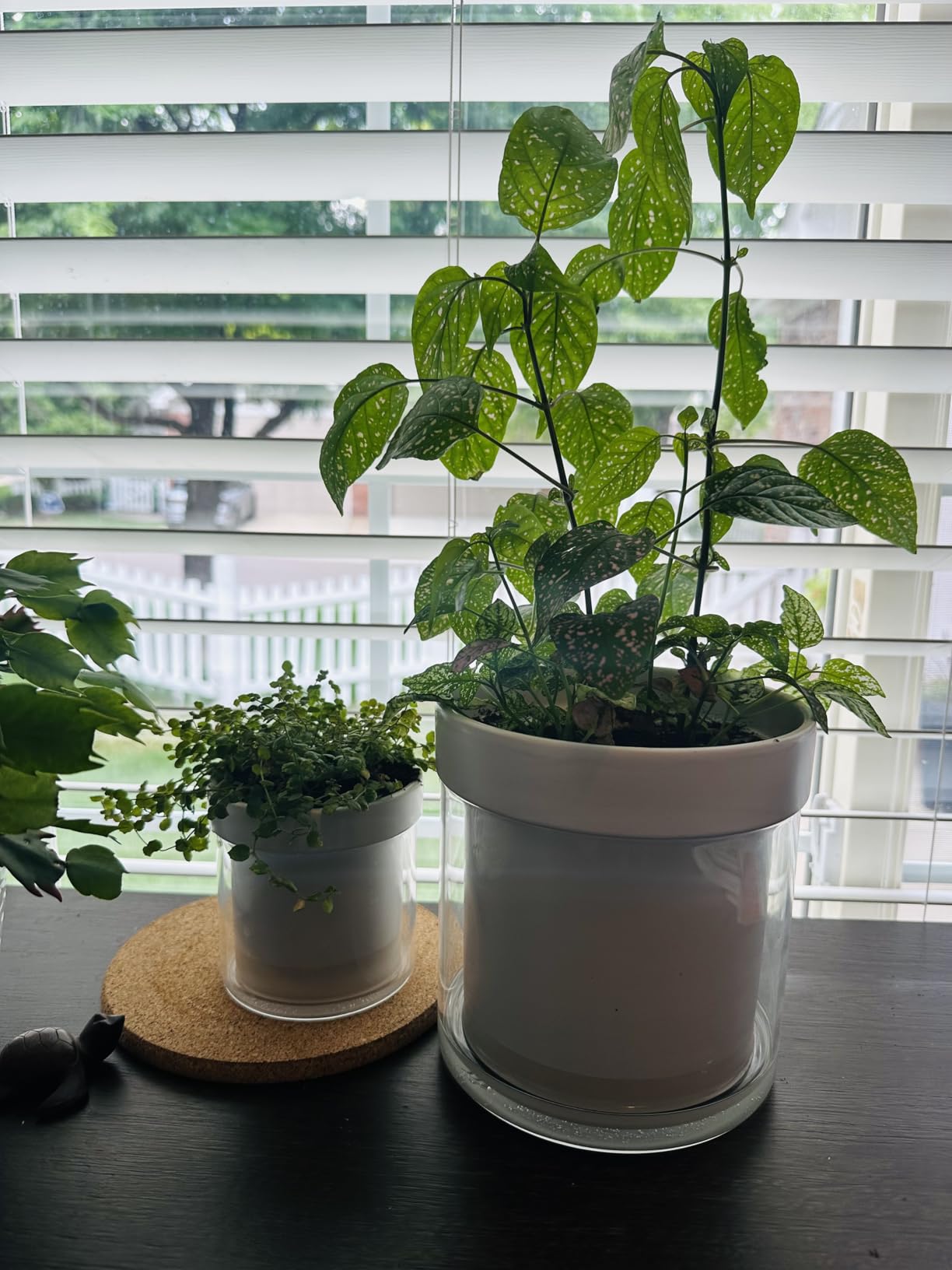 Phoenix Vine 8 Inch Self Watering Planter Pot, Terracotta Clay Pot with Glass Reservoir for Indoor Plants, Herbs, Flowers, Set of 1 - Customer Photo 1