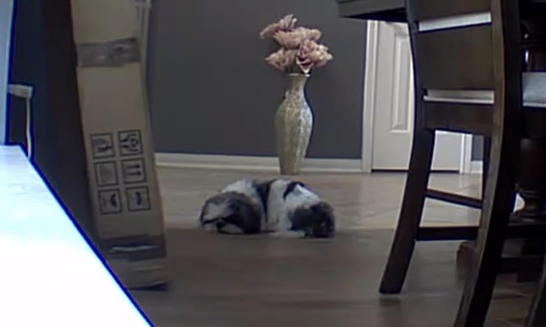 Blink Mini Pan-Tilt Camera (newest model), Rotating indoor plug-in smart security camera, two-way audio, HD video, motion detection, Works with Alexa (Black) - Customer Photo 2