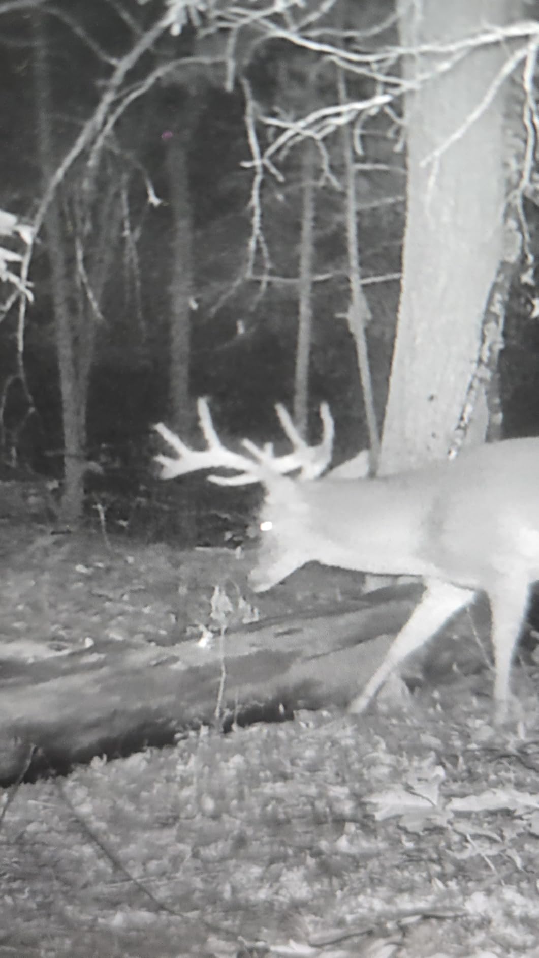 GardePro E5S Trail Camera, 64MP 1296p, HD Game Cameras with 100ft Night Vision, Ultra Fast 0.1s Motion Activated, Waterproof, Camo - Customer Photo 1